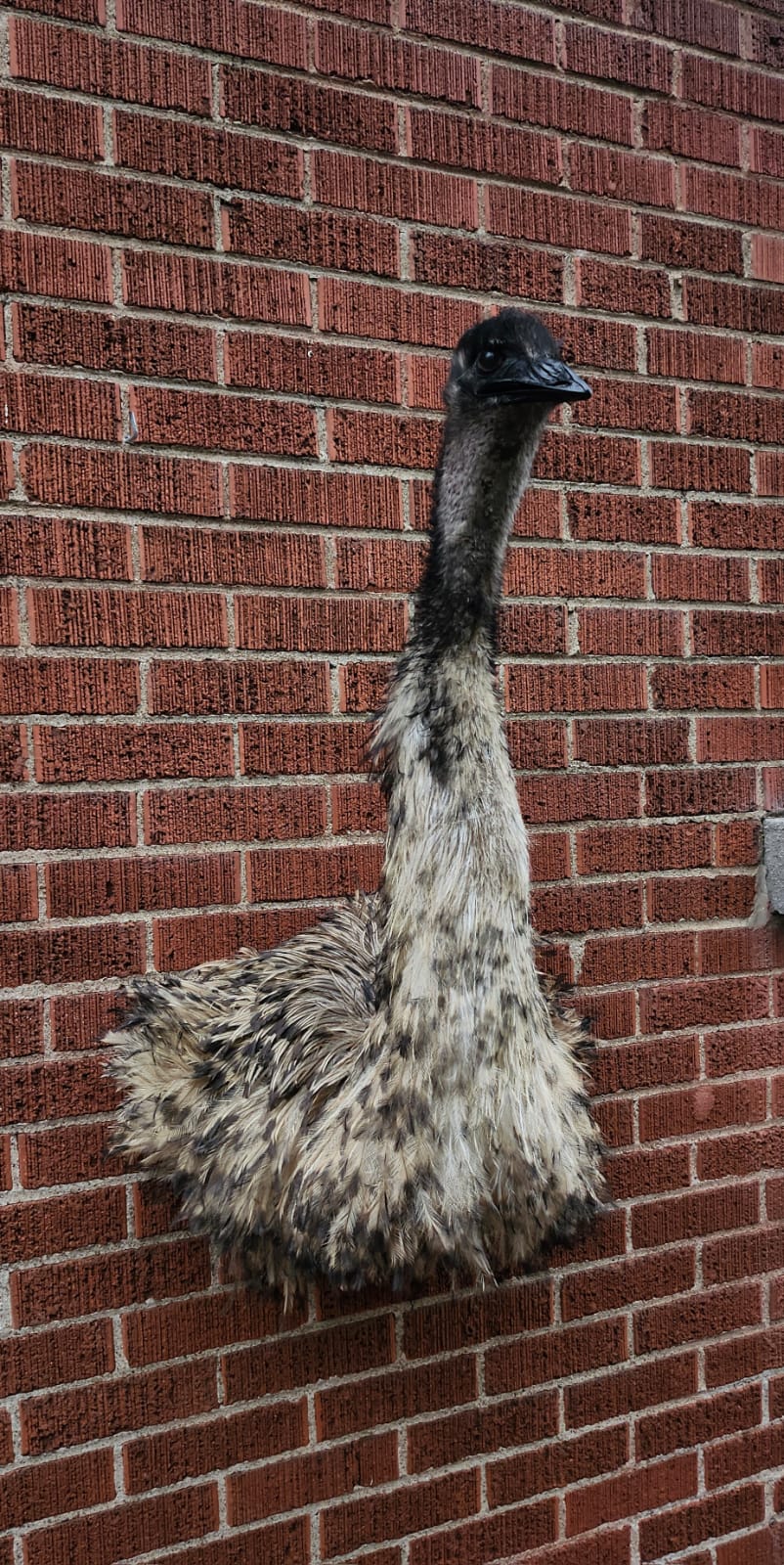 Shoulder mount, half body emu taxidermy, large bird taxidermy