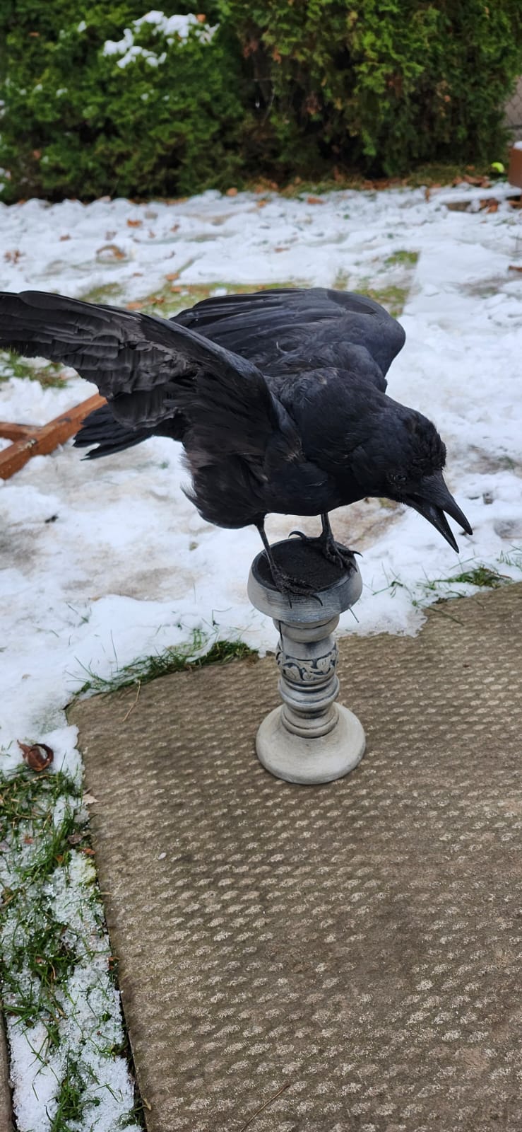 Carrion crow taxidermy