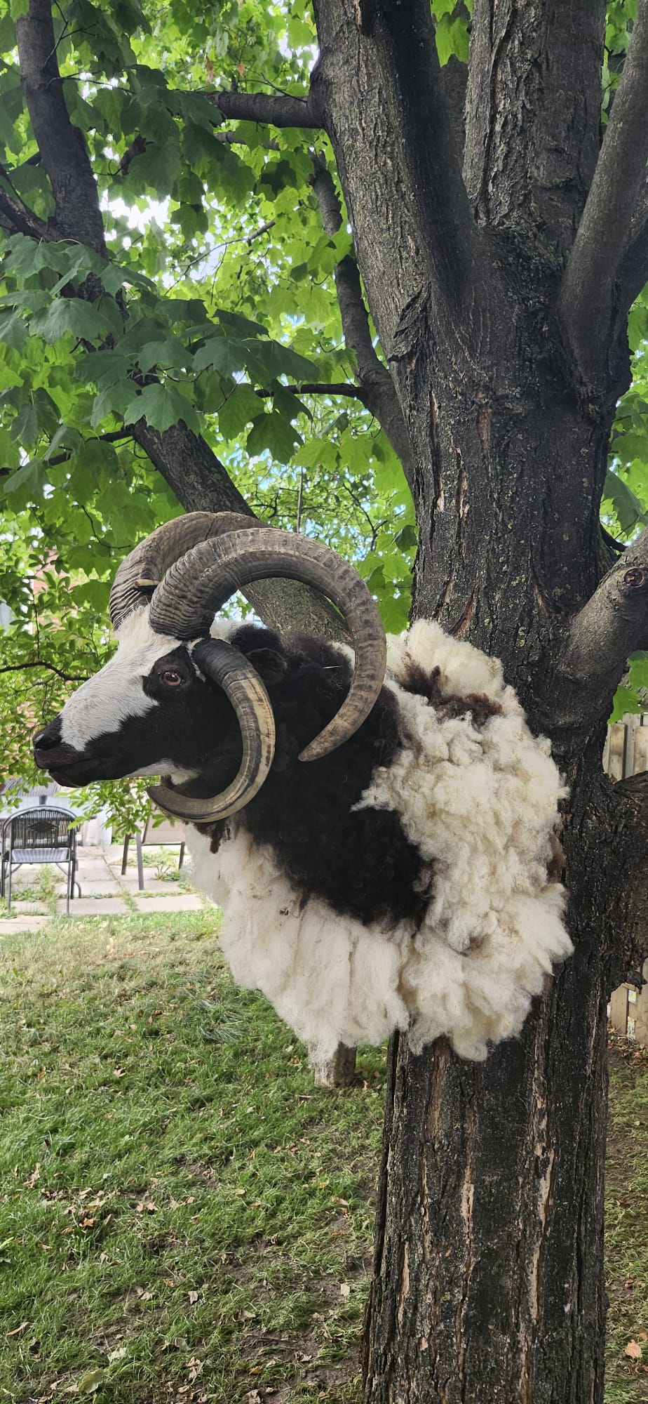Huge shoulder mount five horned black and white jacob sheep taxidermy