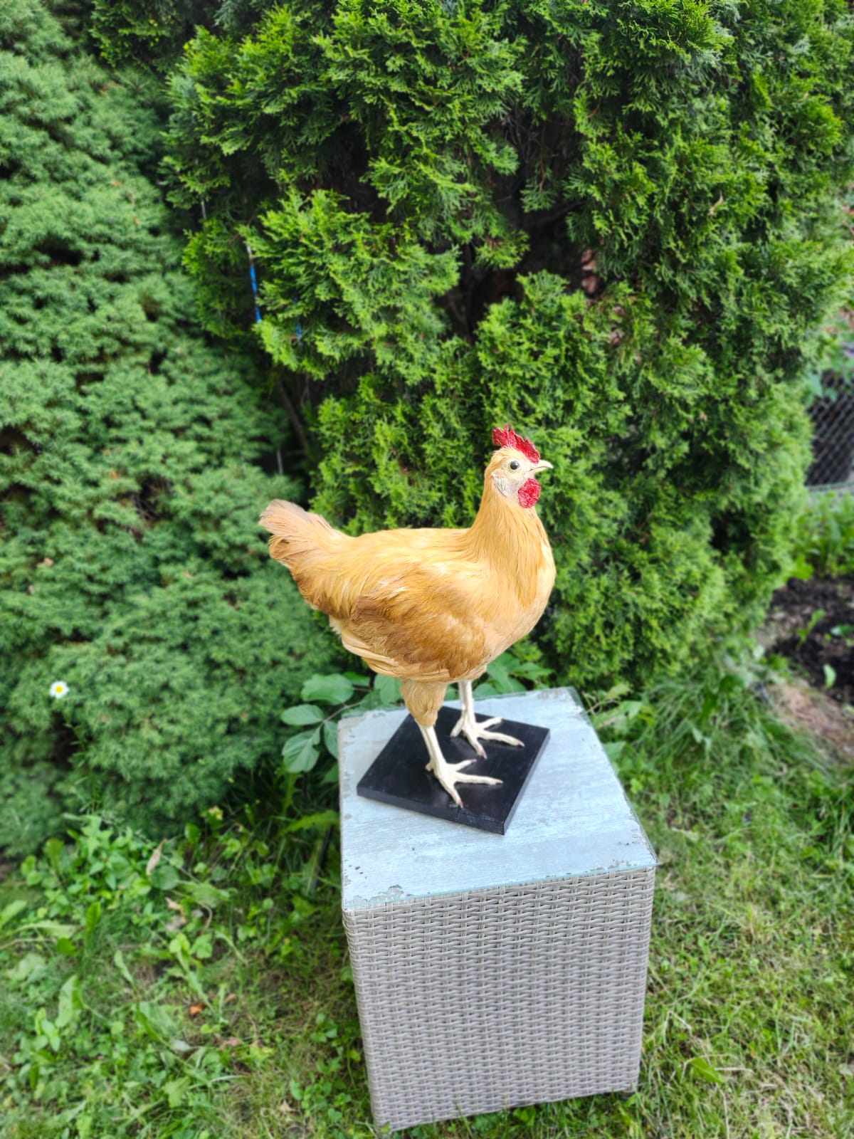 XL nice blond rooster Taxidermy, chicken