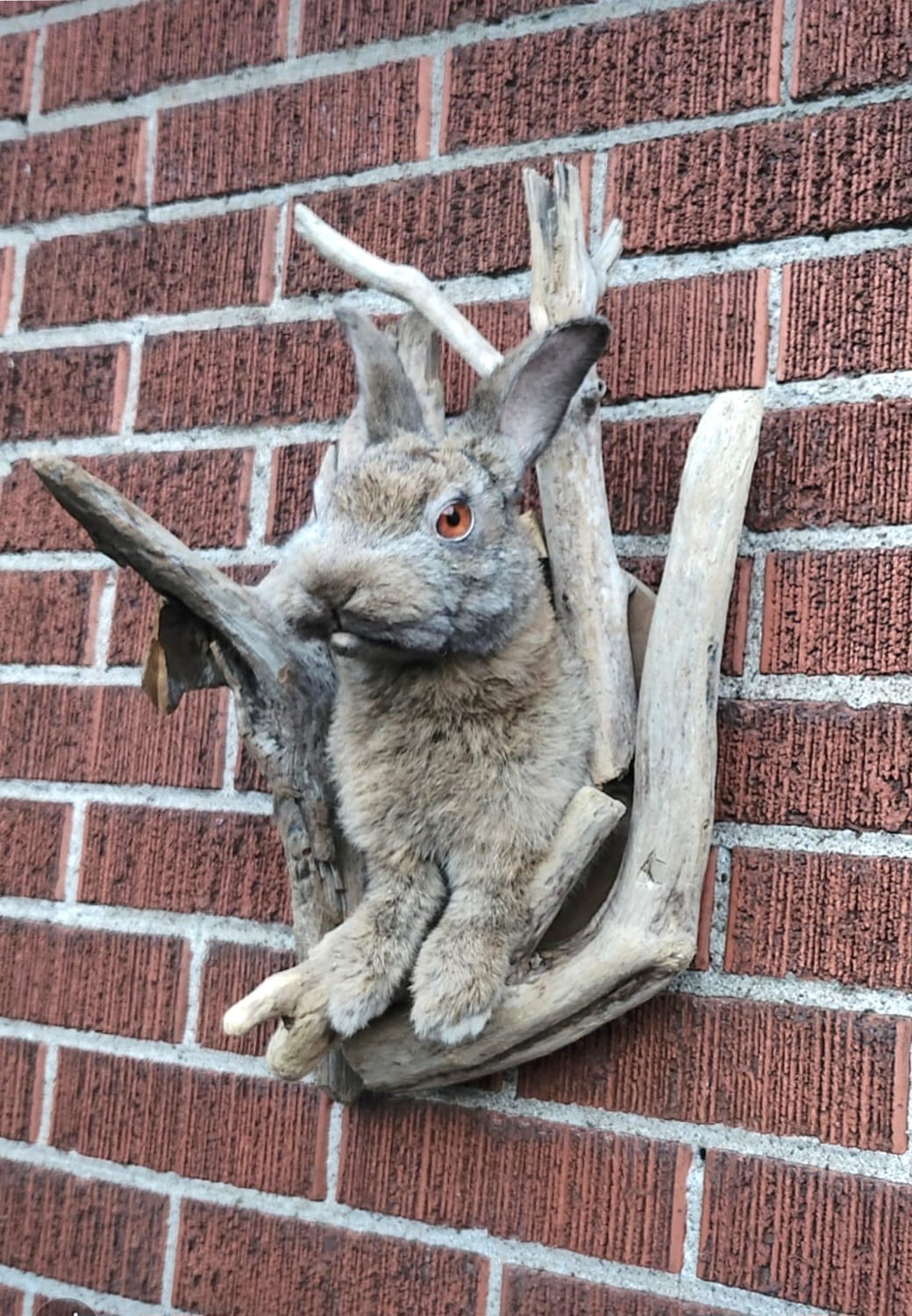 Shoulder mount rabbit / bunny / jackalope taxidermy