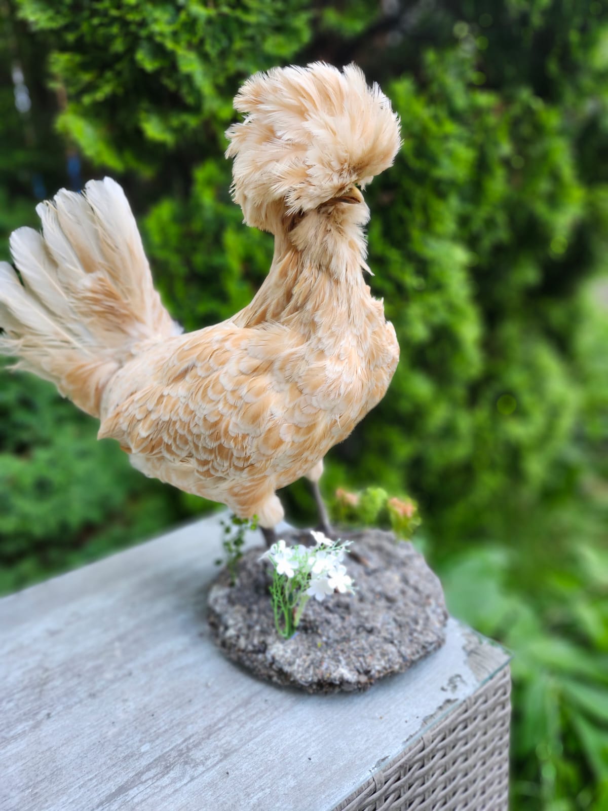Chicken rooster taxidermy