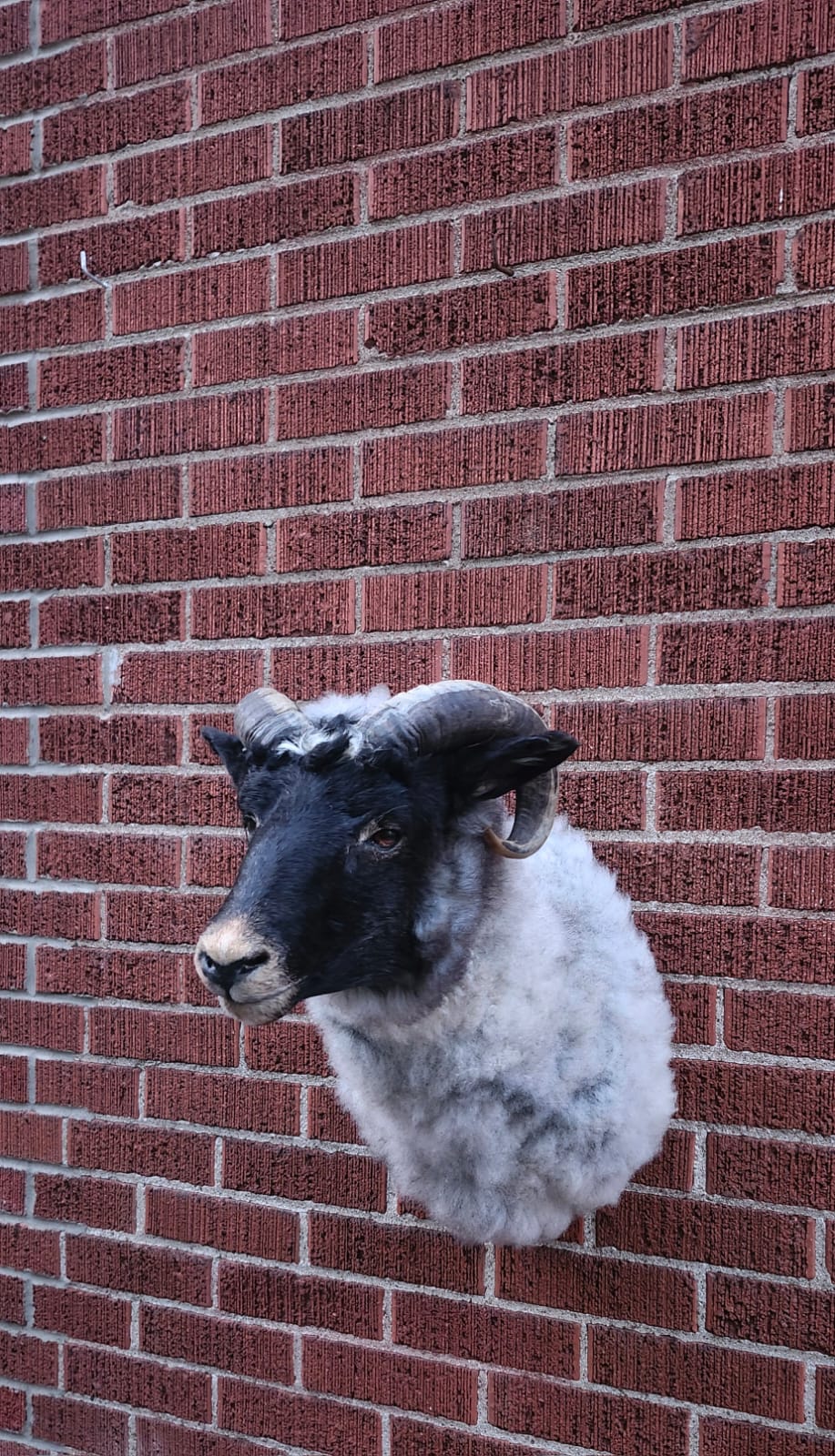 Shoulder mount sheep/ ram taxidermy
