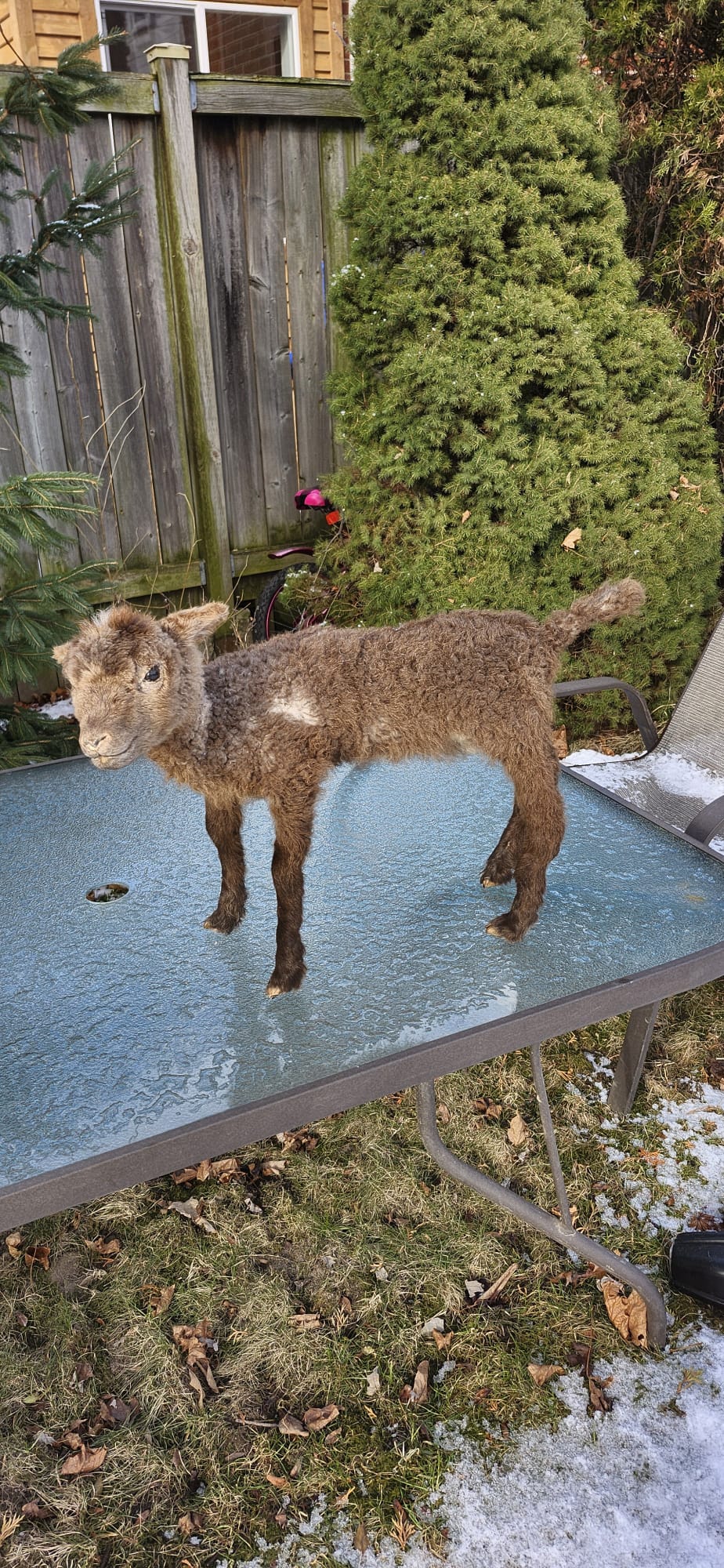 Fully posable soft mount baby lamb / goat / sheep taxidermy