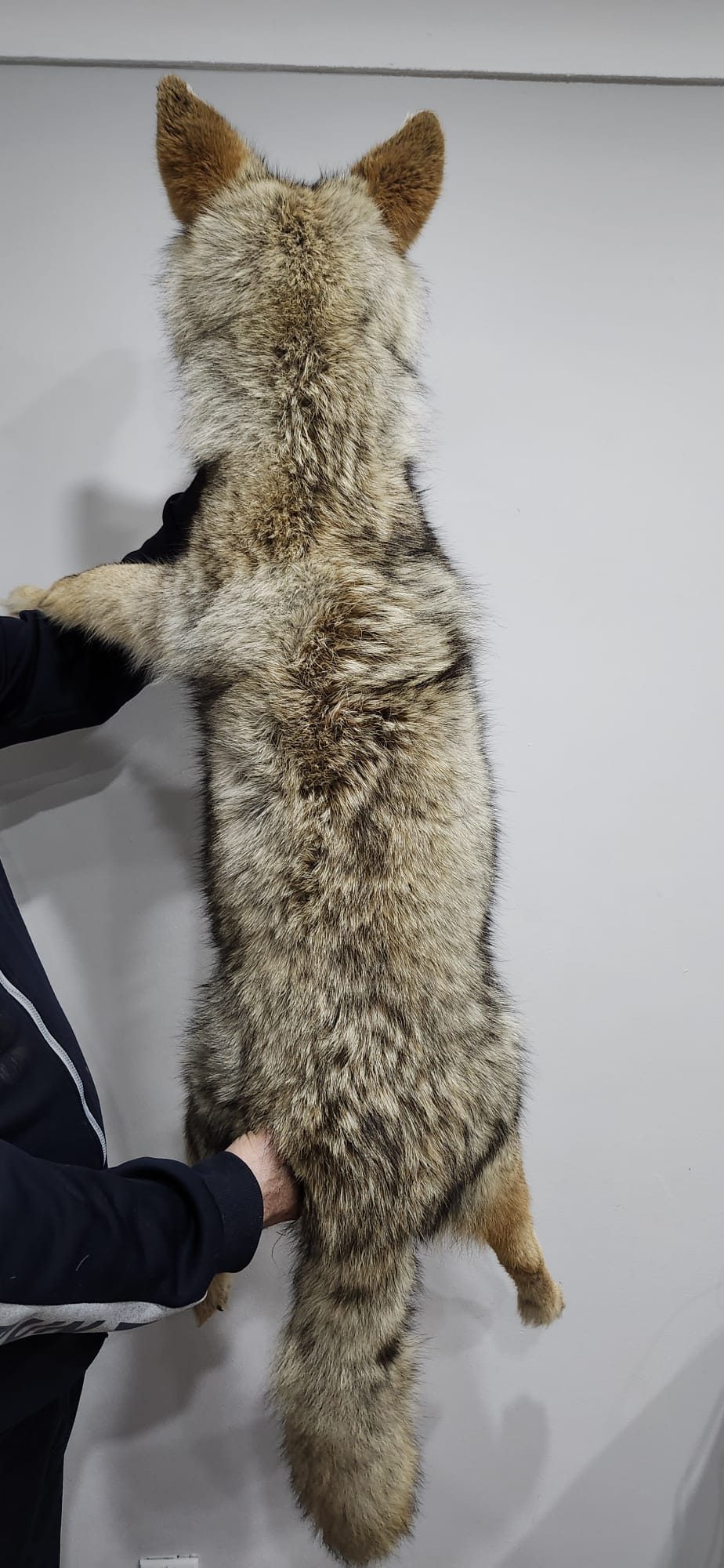 Soft mount coyote taxidermy