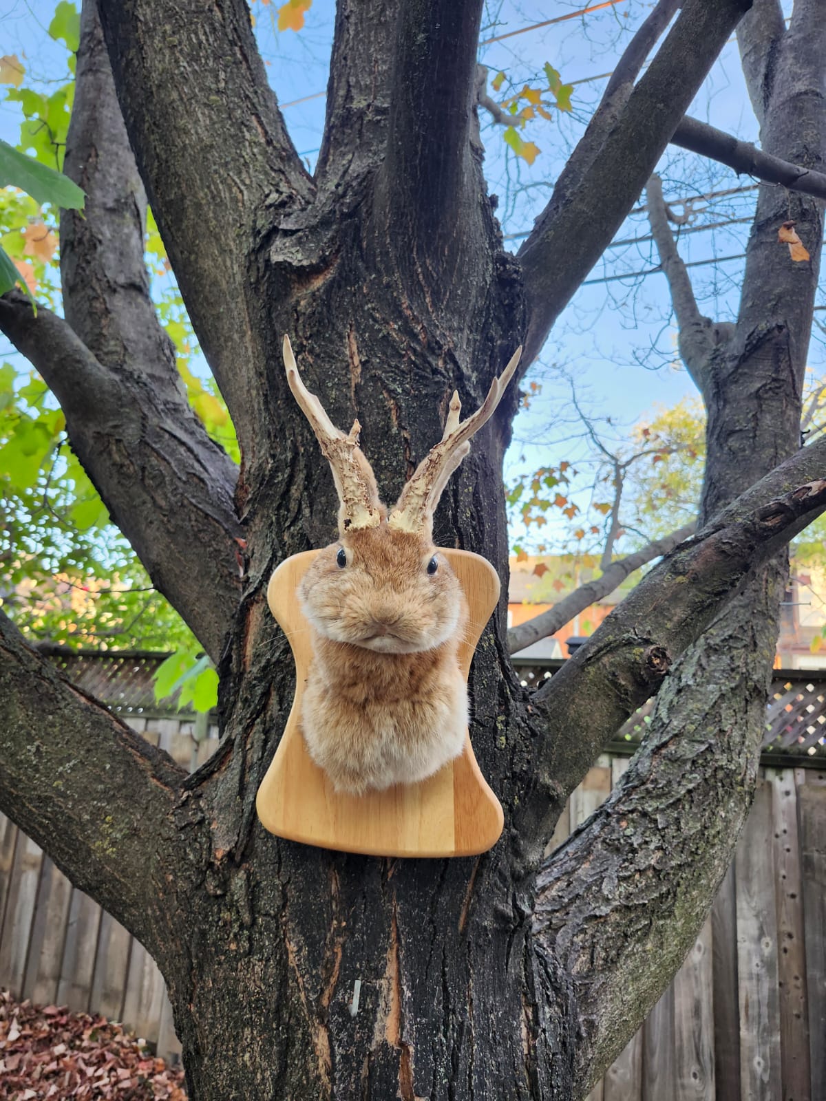 Shoulder mount brown jackalope taxidermy