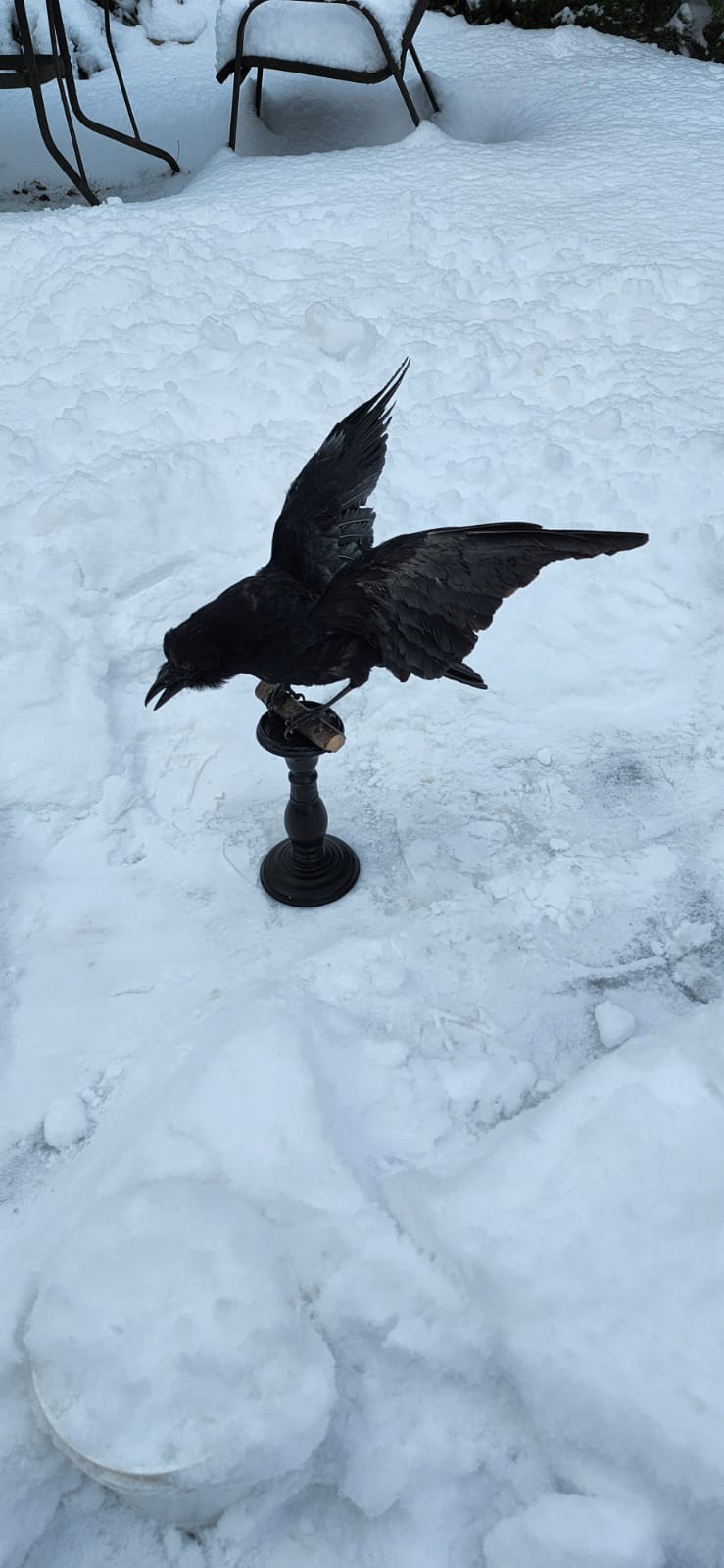Standing carrion crow taxidermy