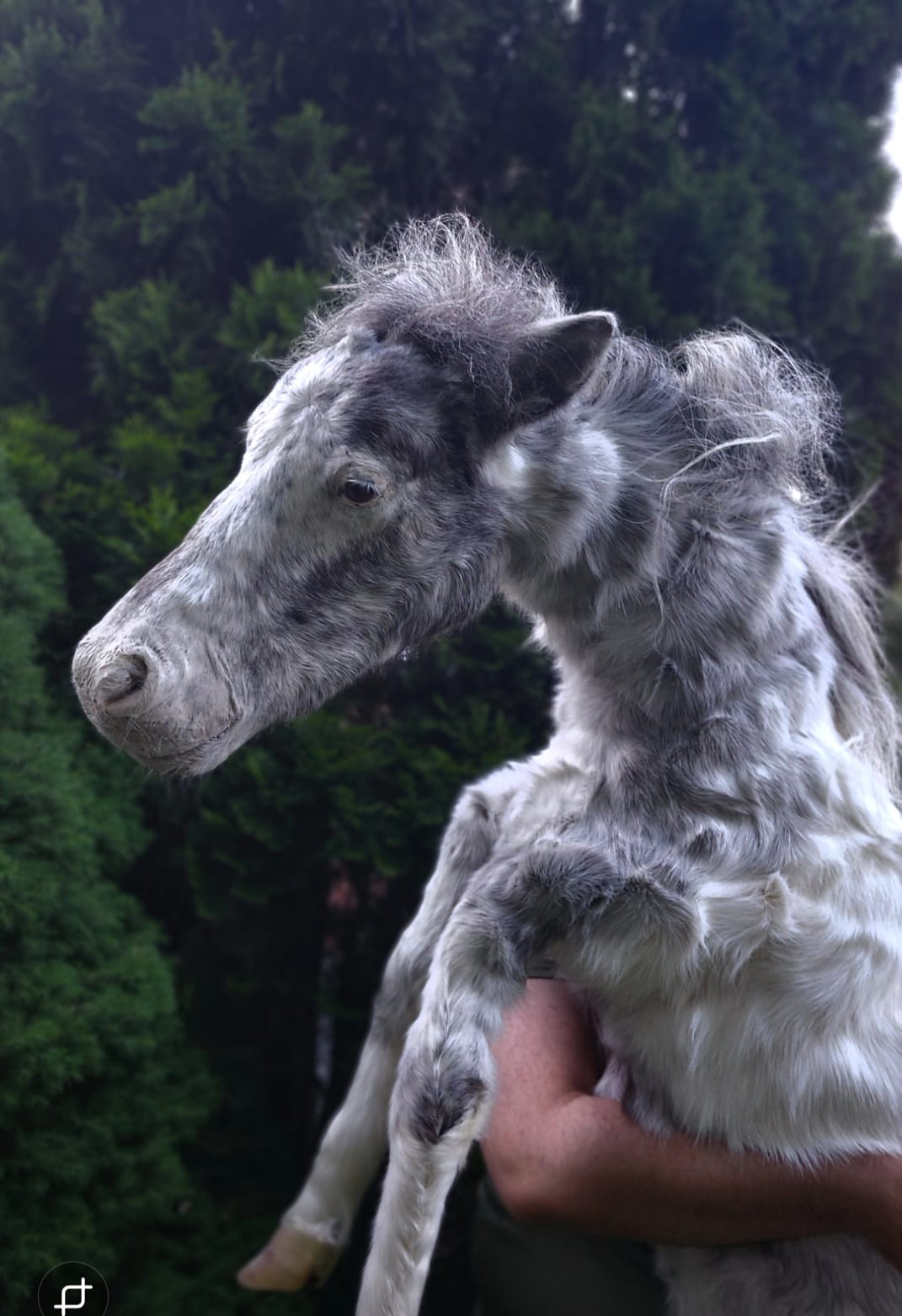 Soft mount white and silver horse taxidermy
