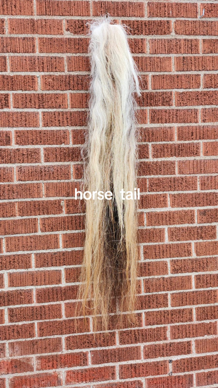 Horse tail taxidermy
