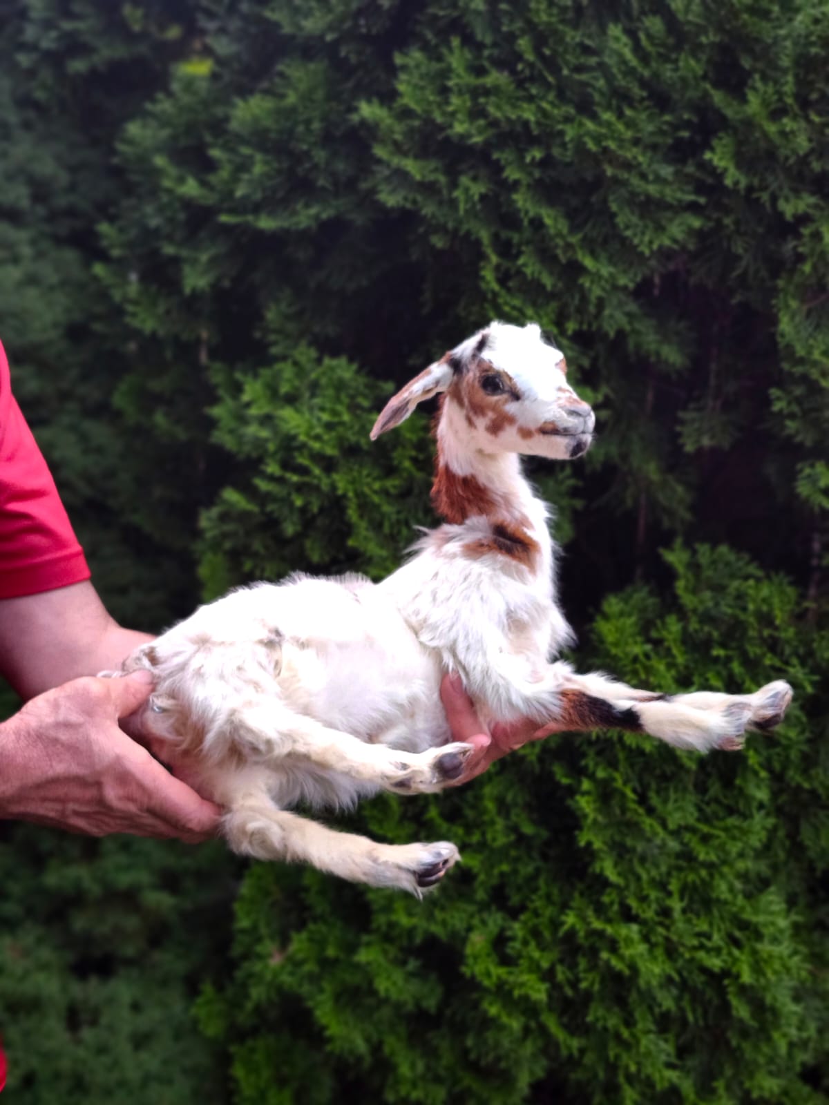 Fully posable soft mount baby goat taxidermy