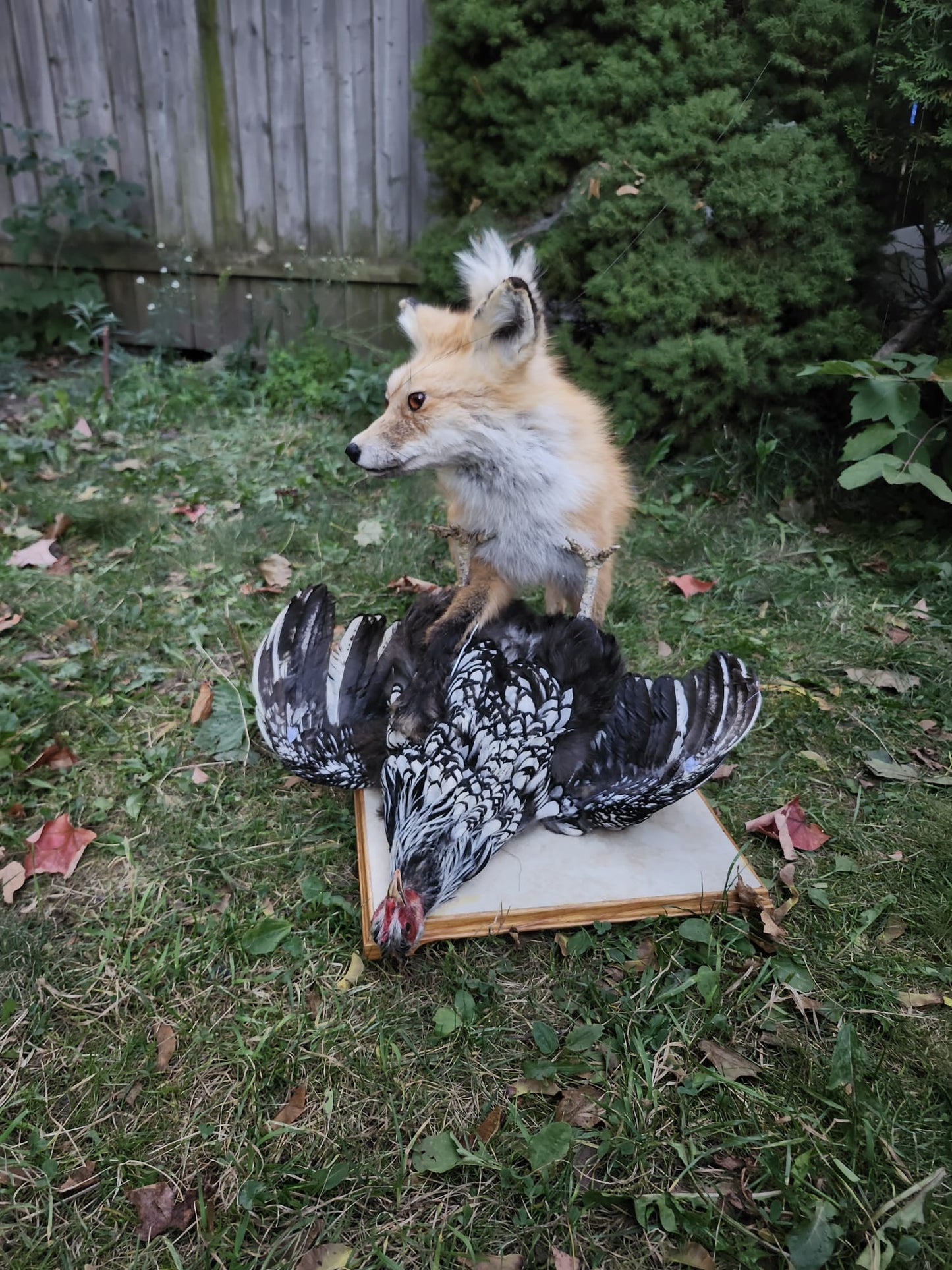 Fox taxidermy and a chicken with movable head and wings