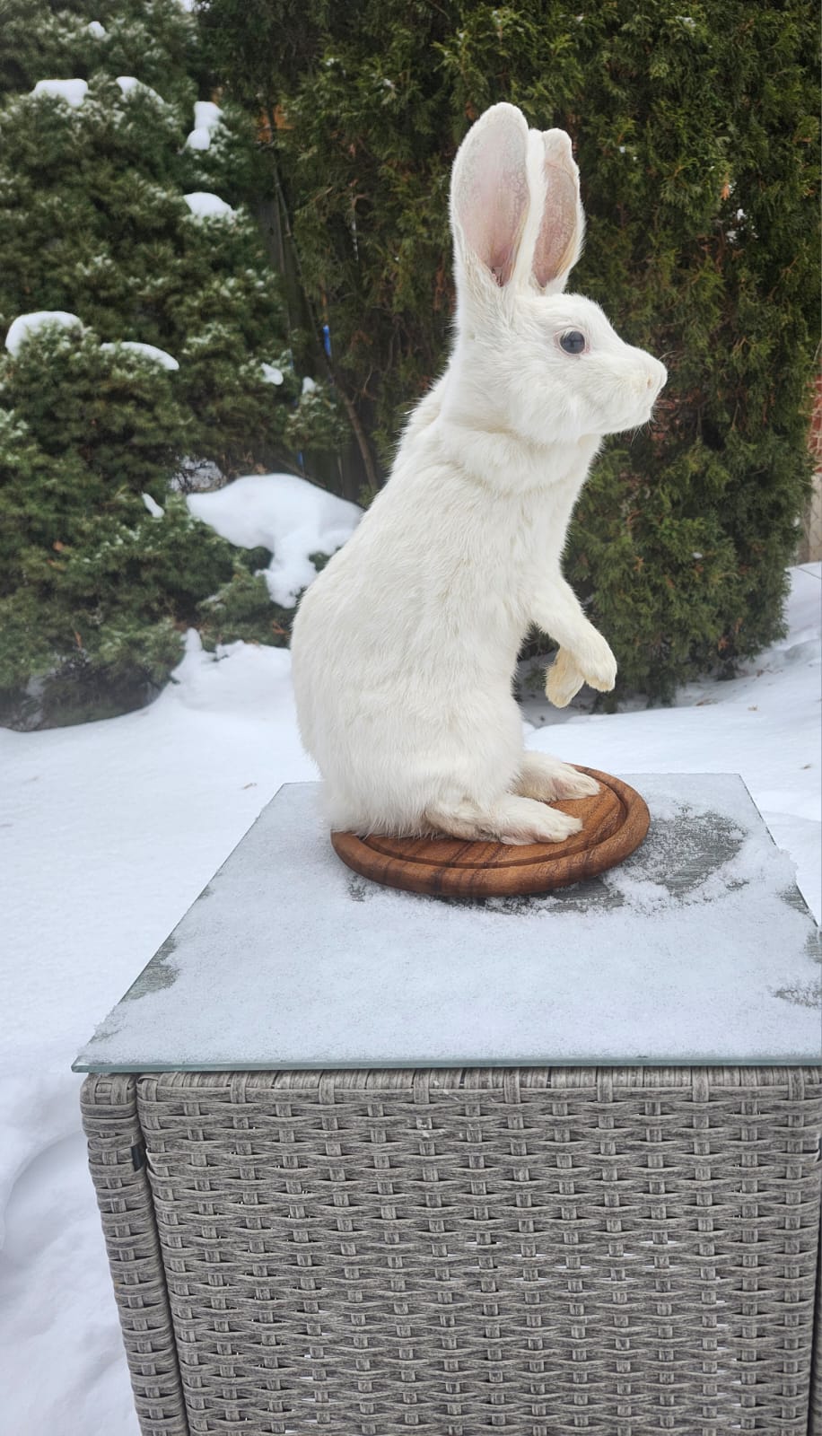 Two headed standing white rabbit taxidermy mythical bunny