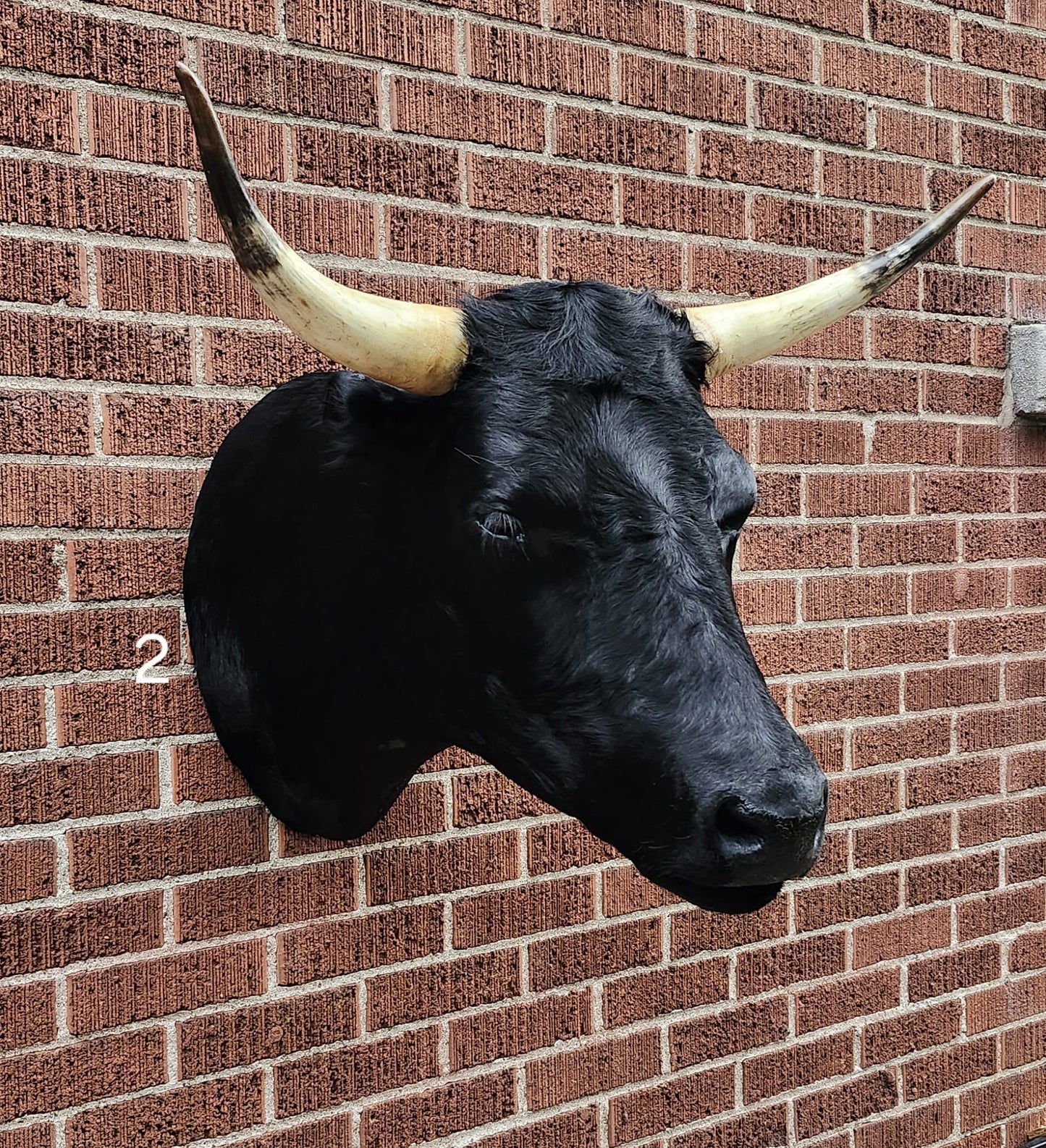 Black shoulder mount cow taxidermy