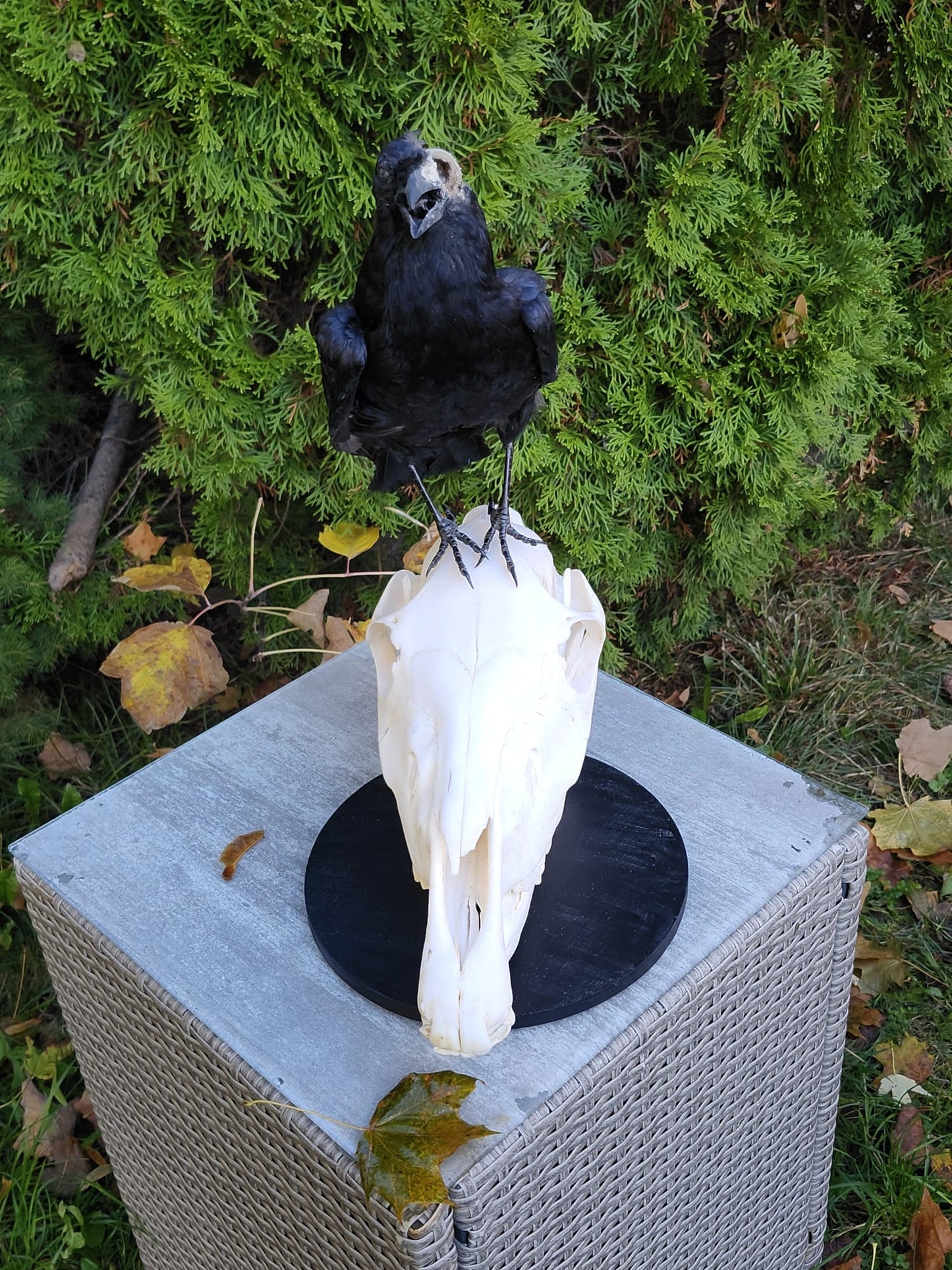 A crow taxidermy standing on a donkey skull