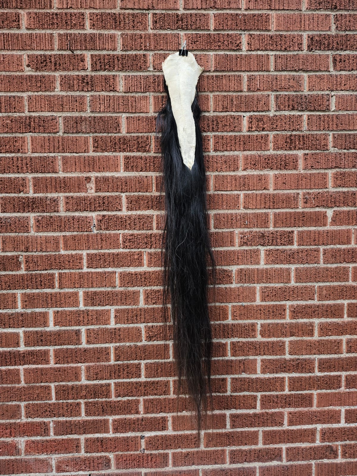 Long black horse tail taxidermy