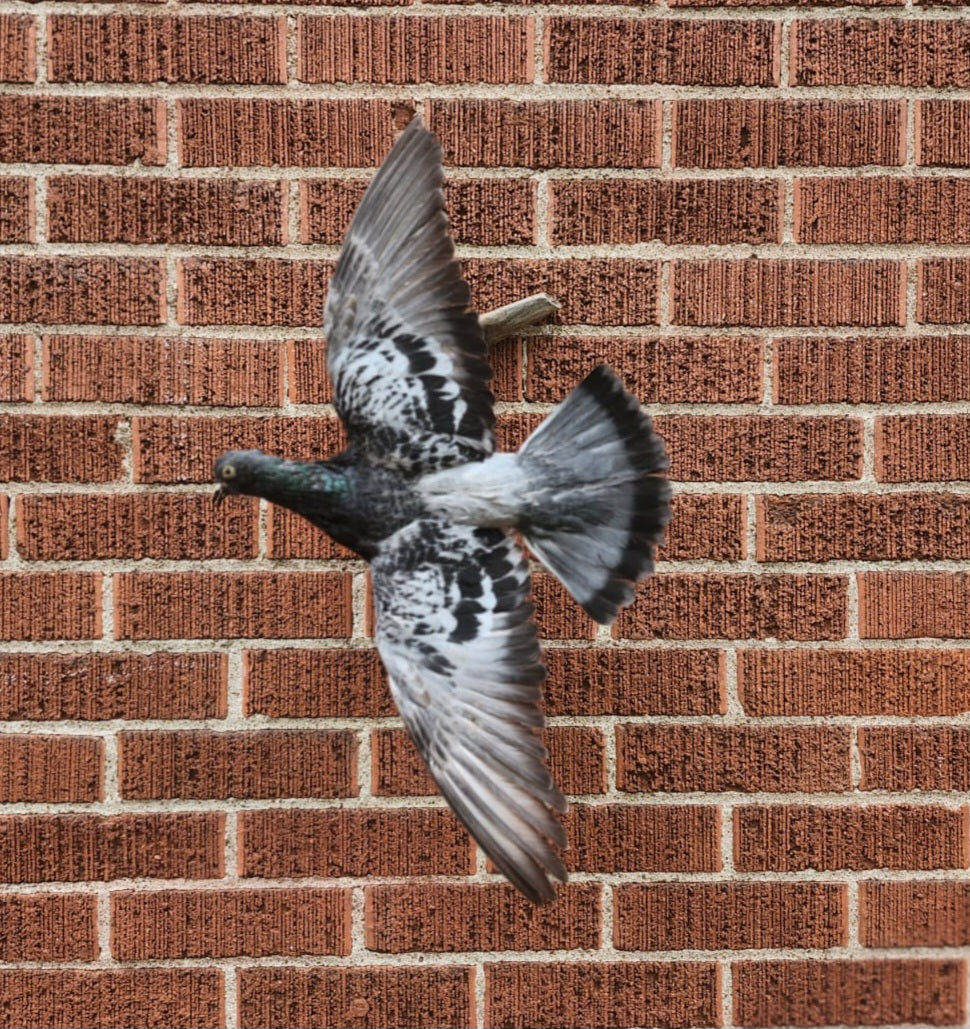 Flying wall mounted gray pigeon taxidermy