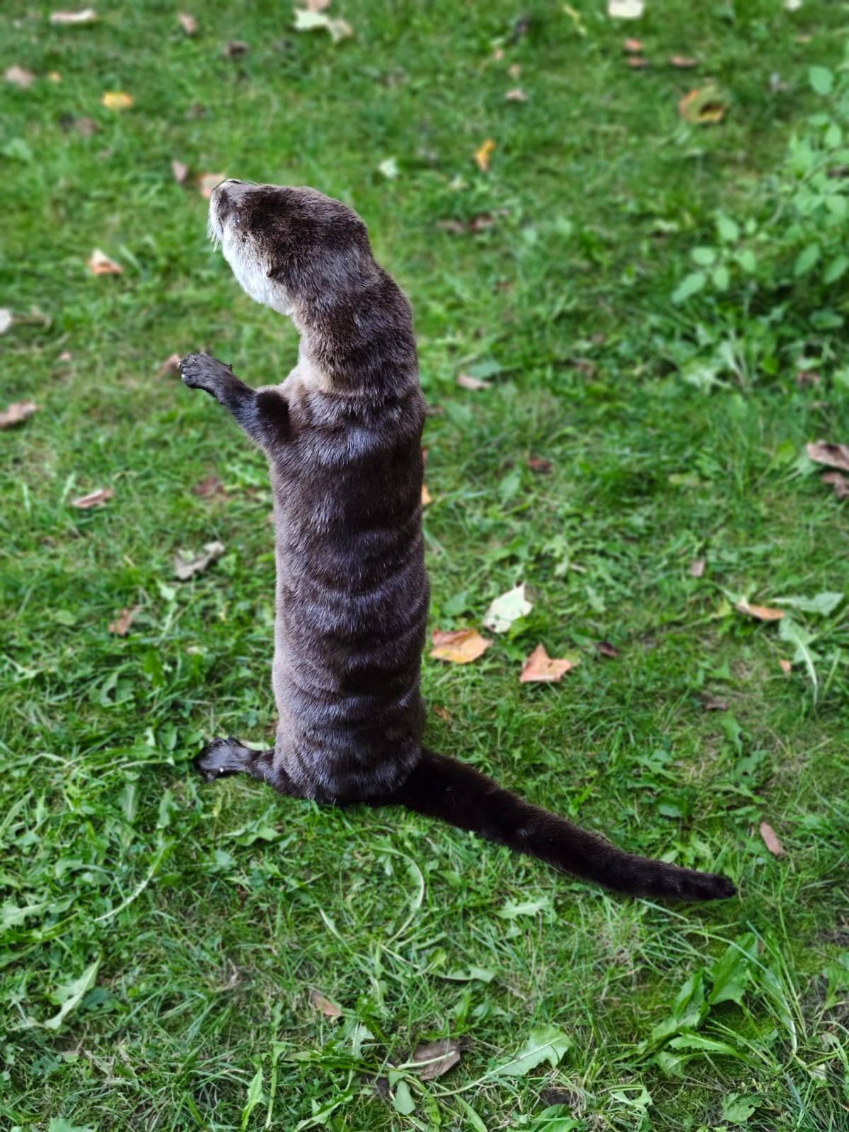 Fully Posable soft mount river otter taxidermy