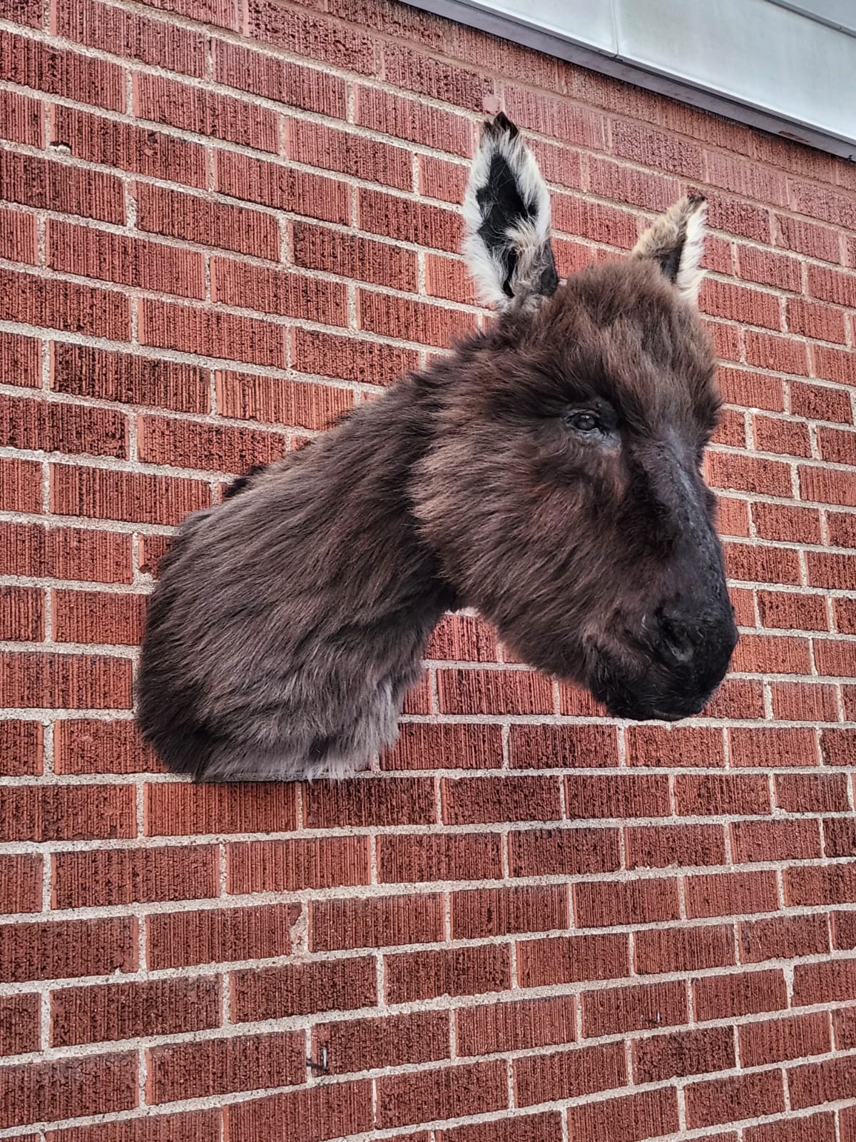 Shoulder mount donkey taxidermy