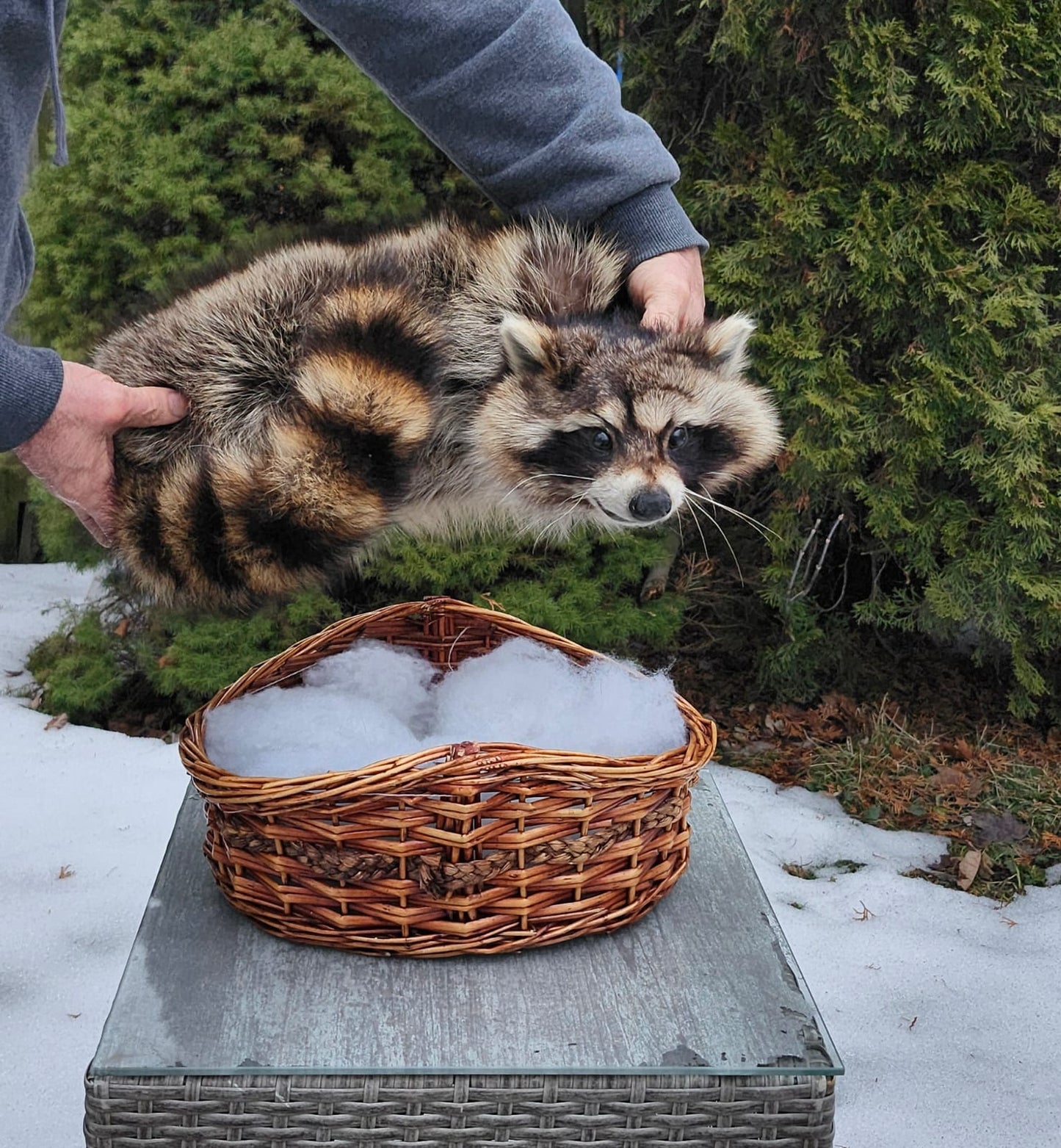 Raccoon taxidermy sitting in a basket