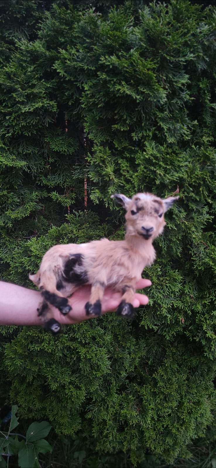 Fully Posable soft mount baby goat, lamb, sheep taxidermy