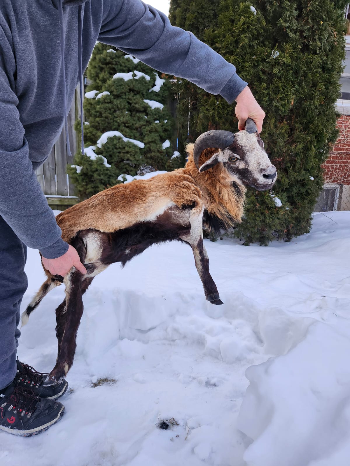 Soft mount blackbelly sheep taxidermy