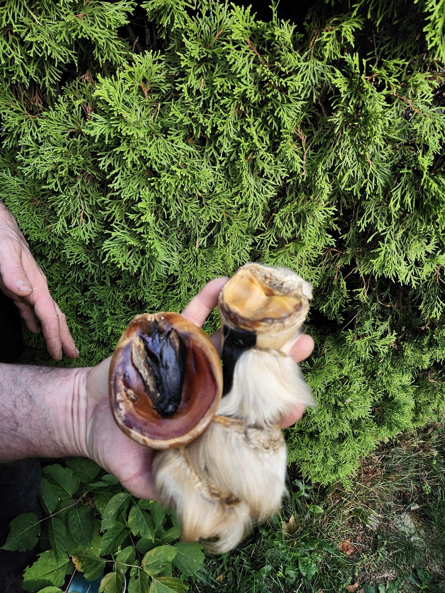 Educational horse hoof taxidermy