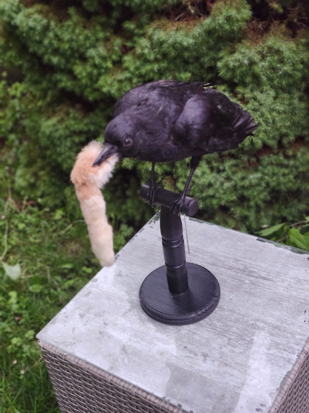 Standing carrion crow taxidermy hunted a rabbit foot