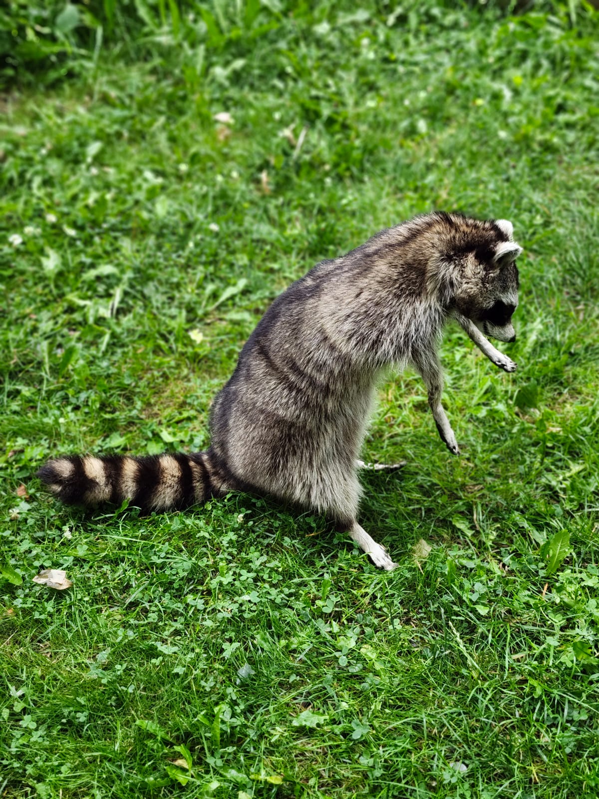 Fully Posable large soft mount raccoon taxidermy