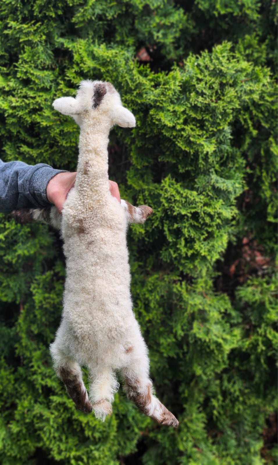 Floppy soft mount baby lamb taxidermy, goat, sheep taxidermy
