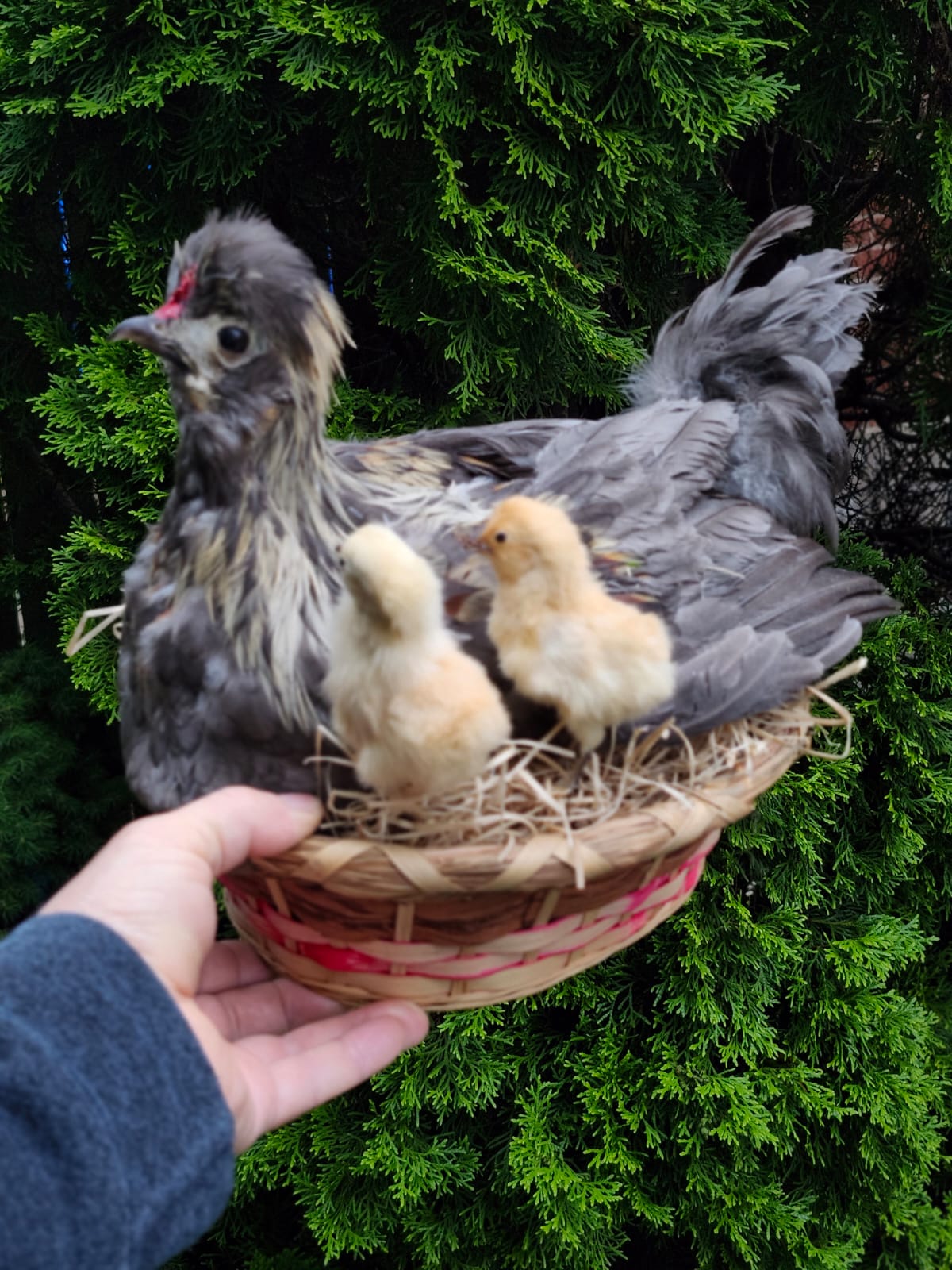 Chicken, rooster, hen taxidermy siting on a nest with two chicks