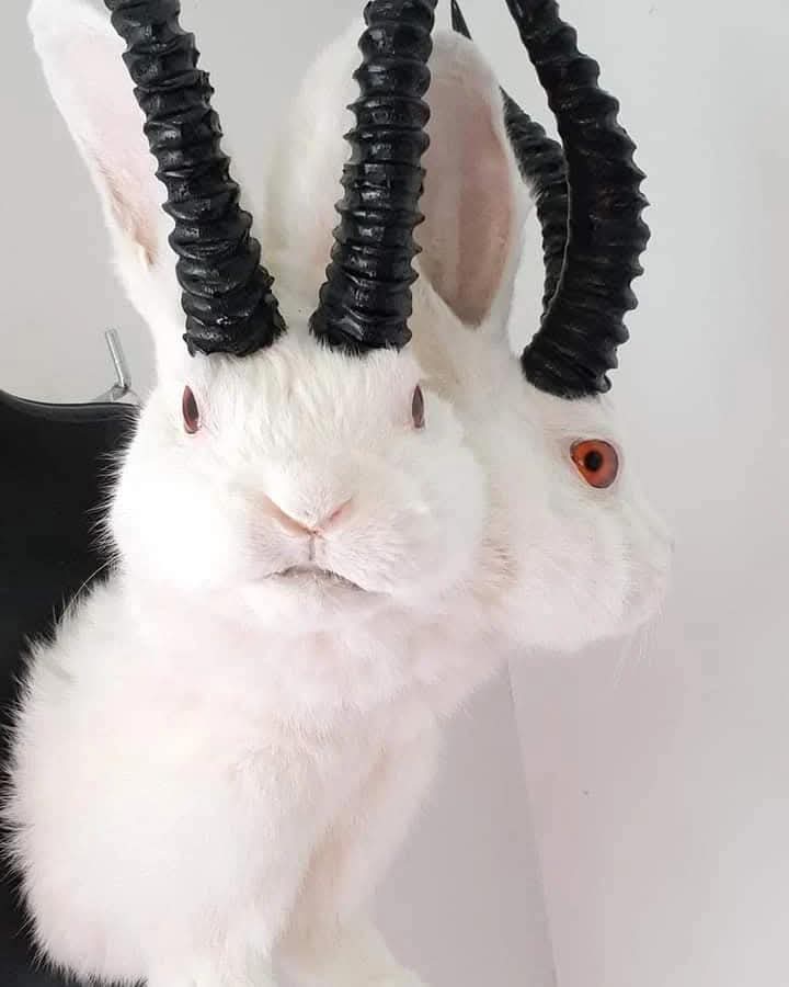 Two headed white jackalope taxidermy