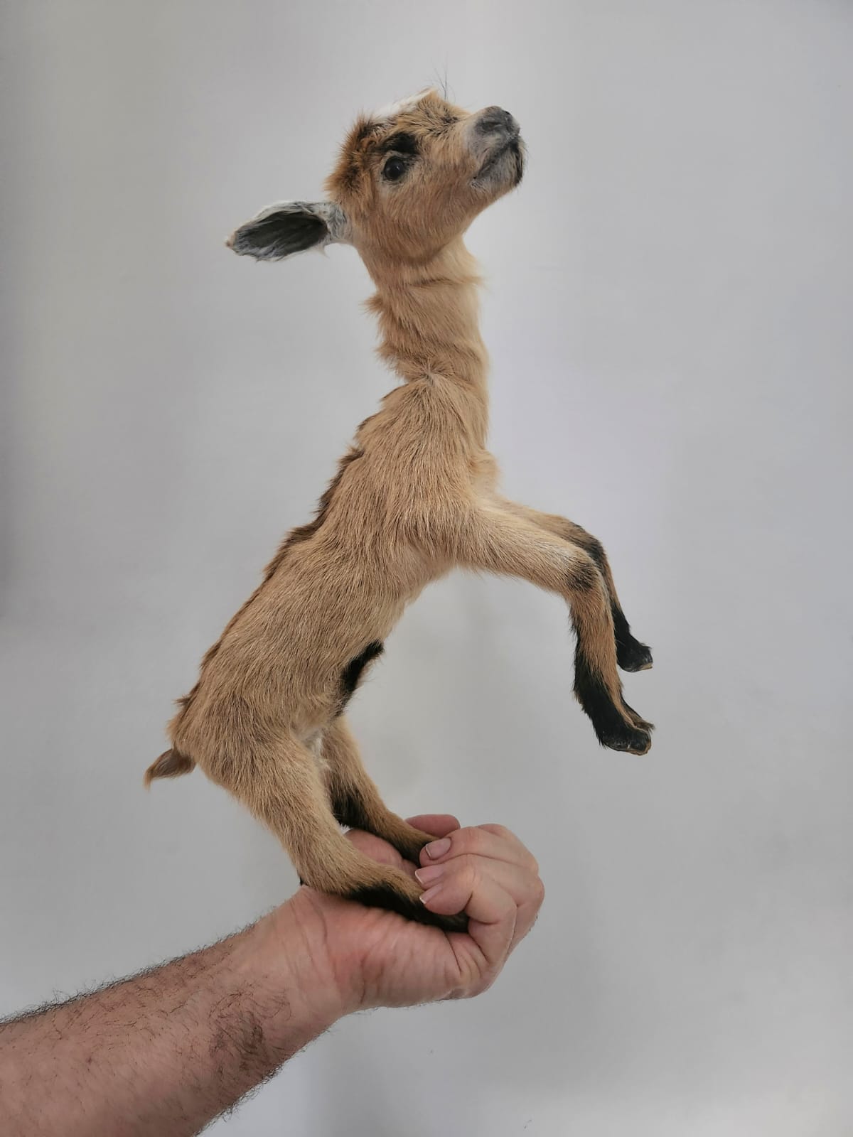 Pose-able soft mount baby goat taxidermy