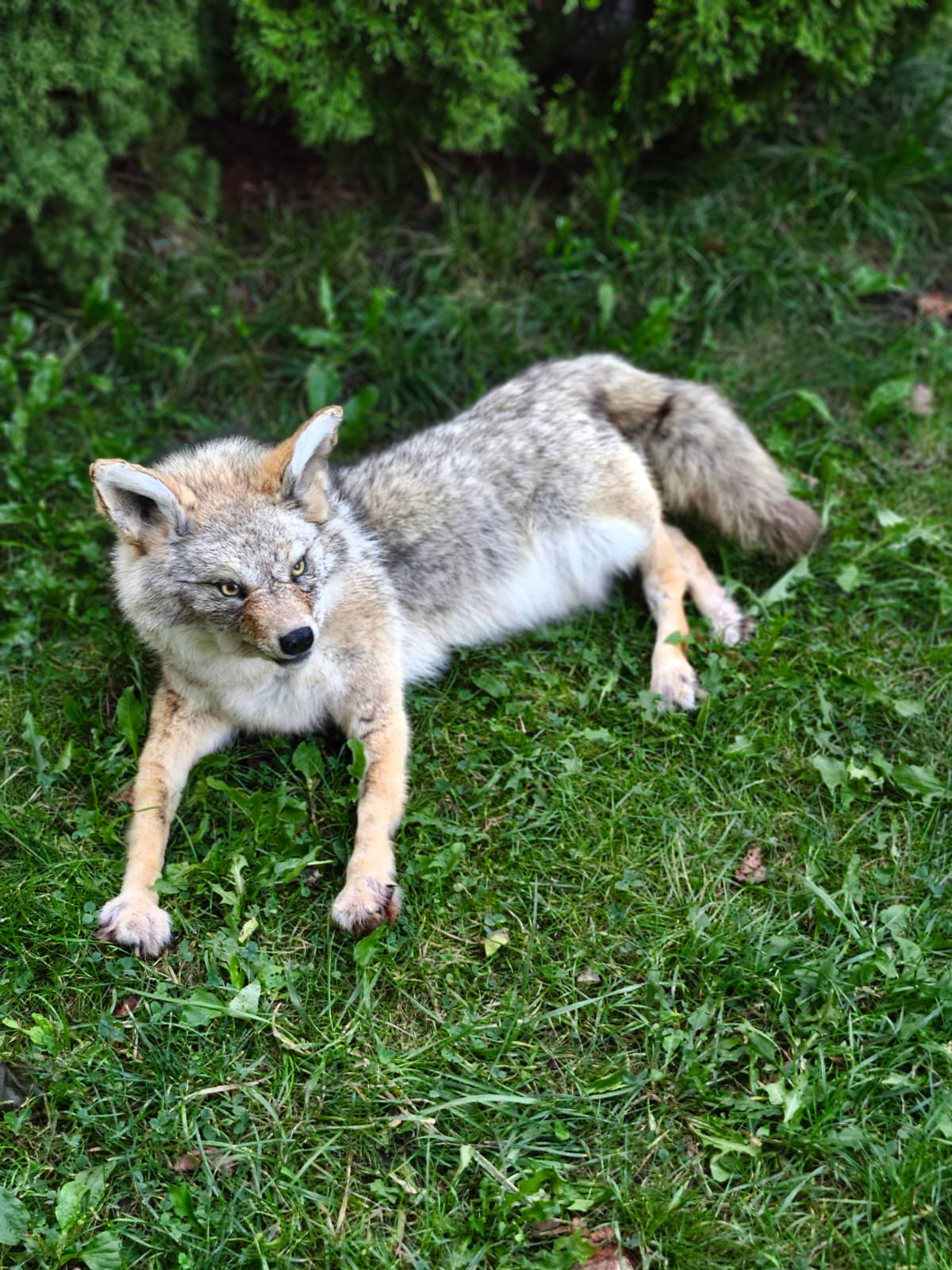 Fully posable soft mount coyote taxidermy