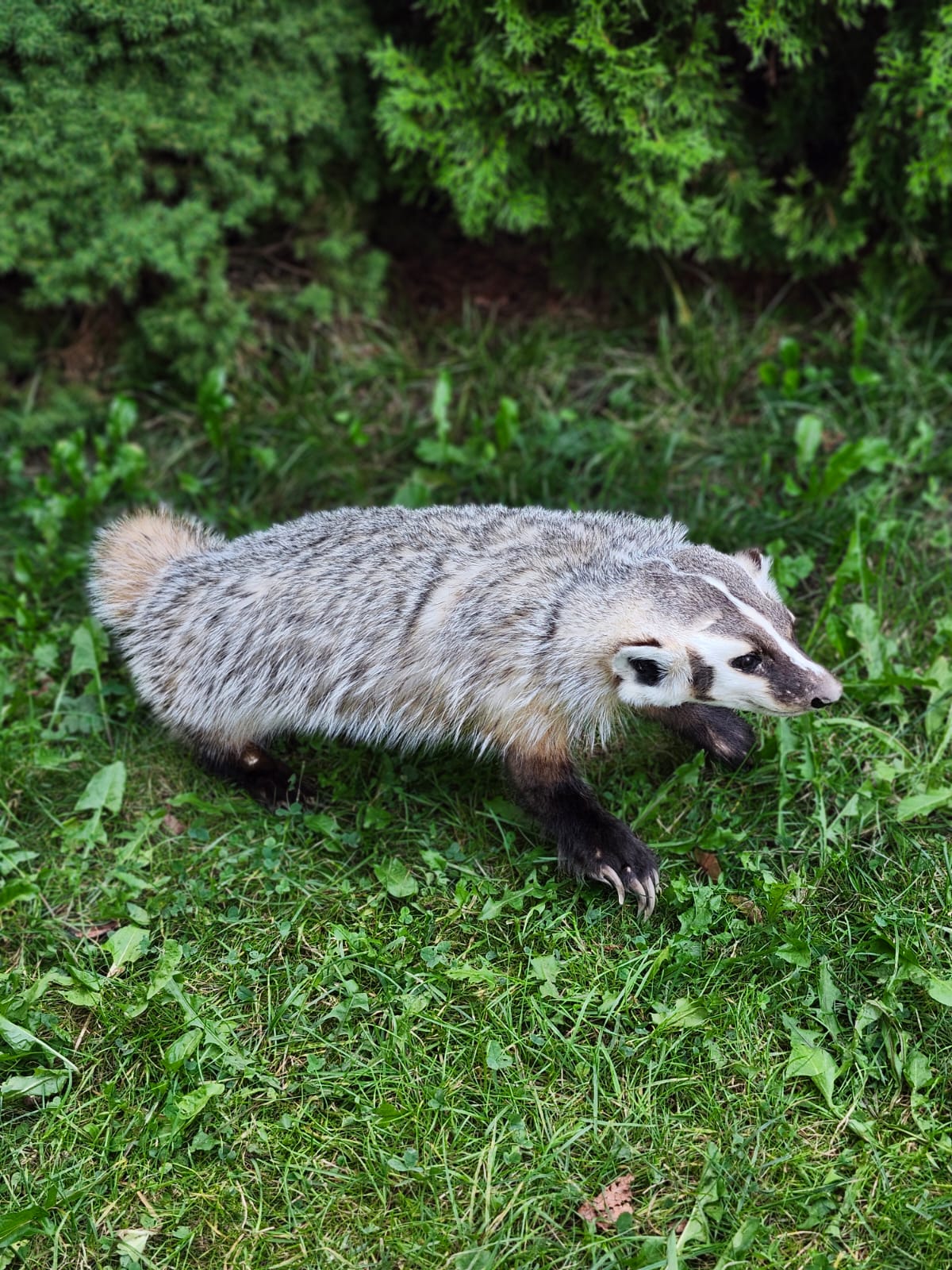 Fully Posable soft mount badger taxidermy
