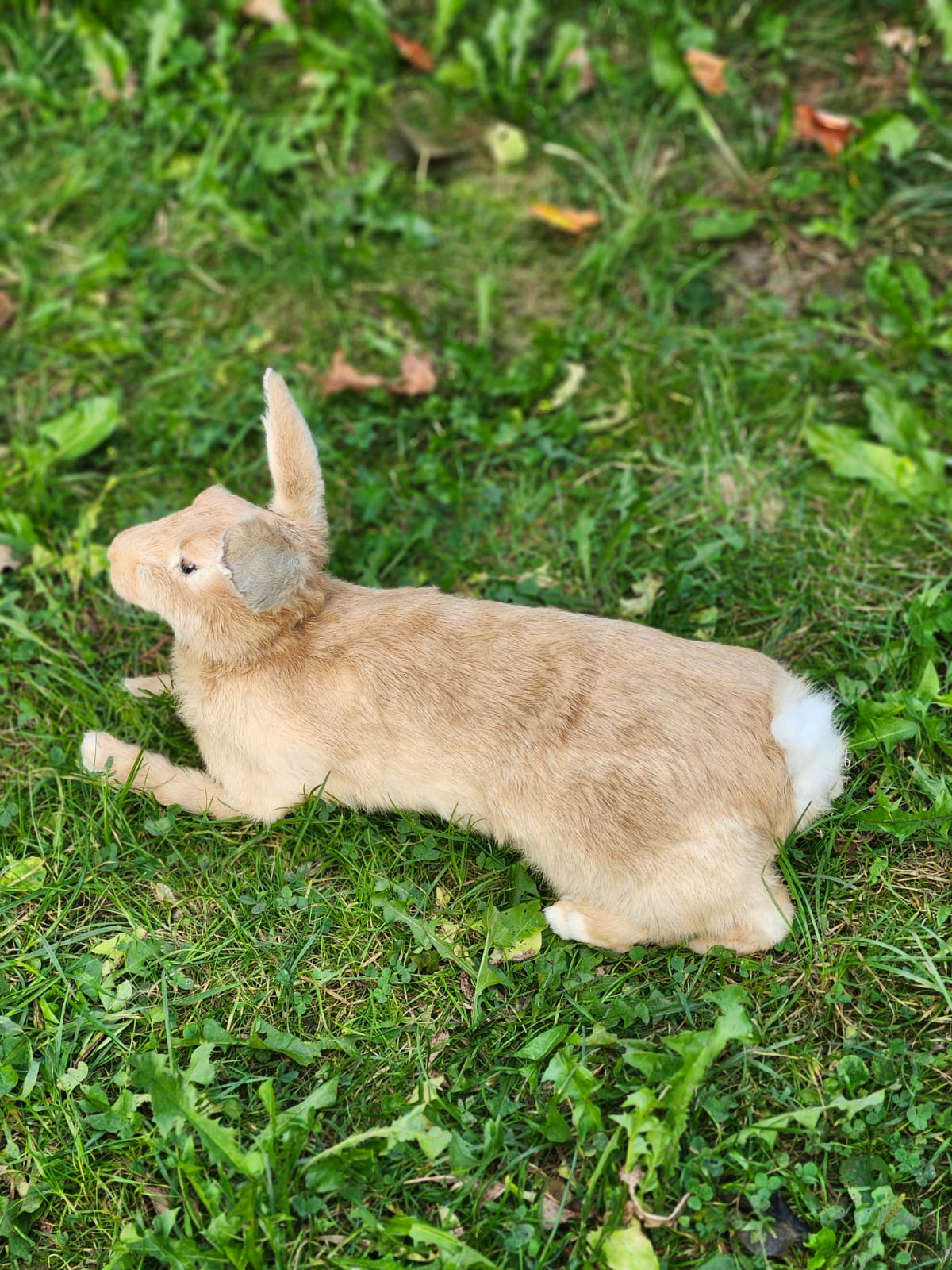Fully posable soft mount brown orang rabbit taxidermy
