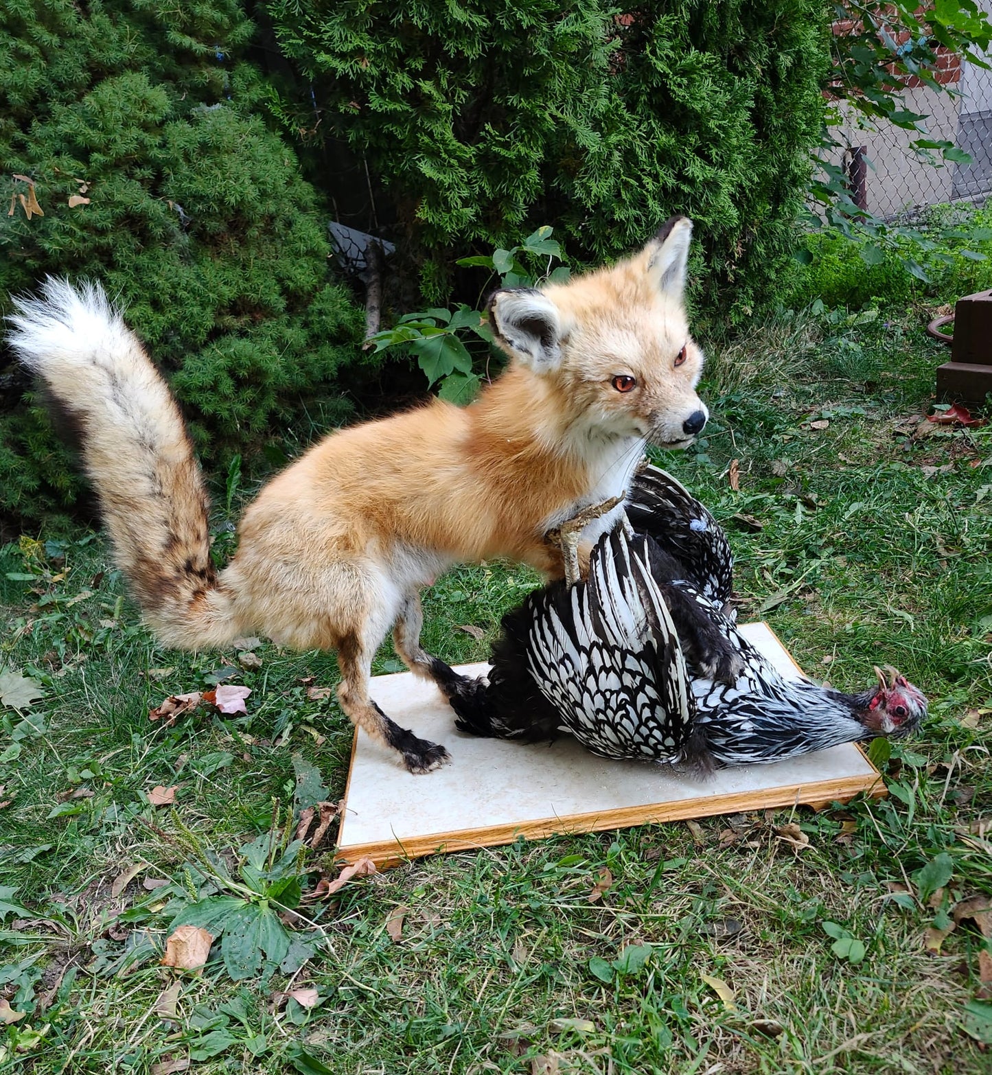 Fox taxidermy and a chicken with movable head and wings