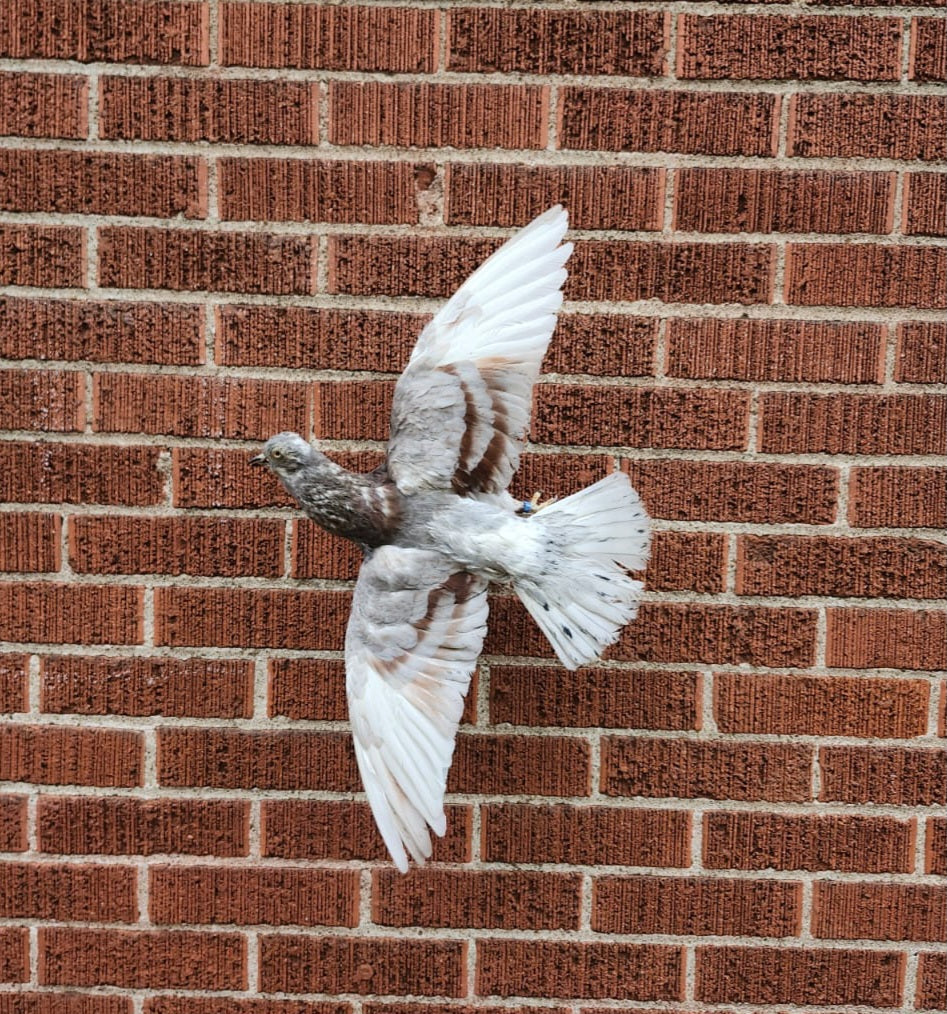 Flying wall mounted pigeon taxidermy