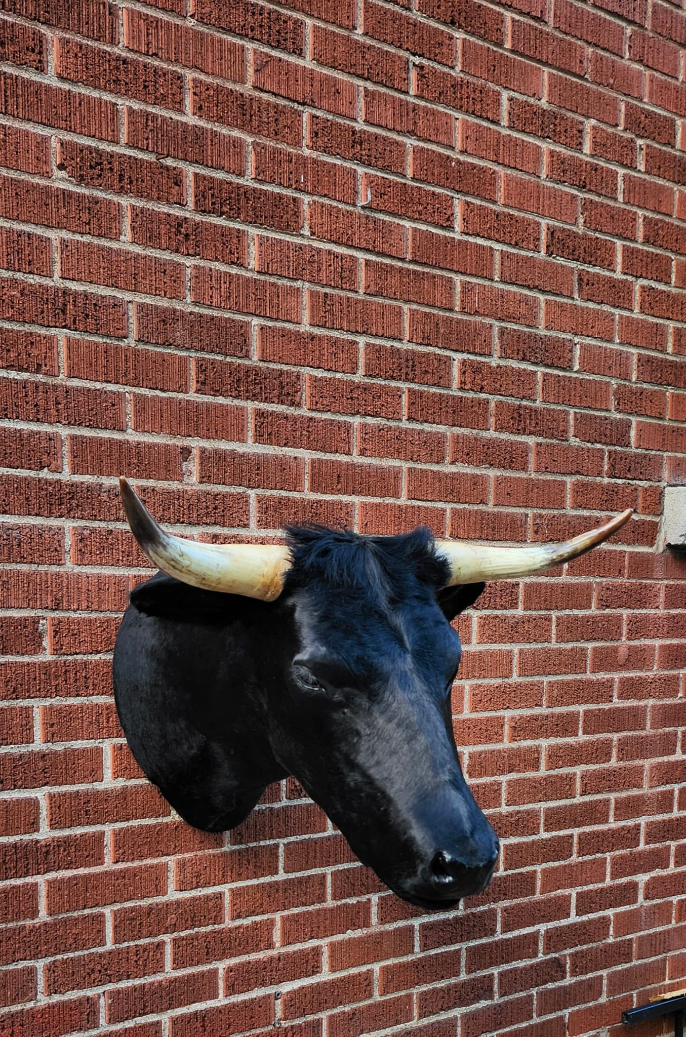 Black shoulder mount cow taxidermy