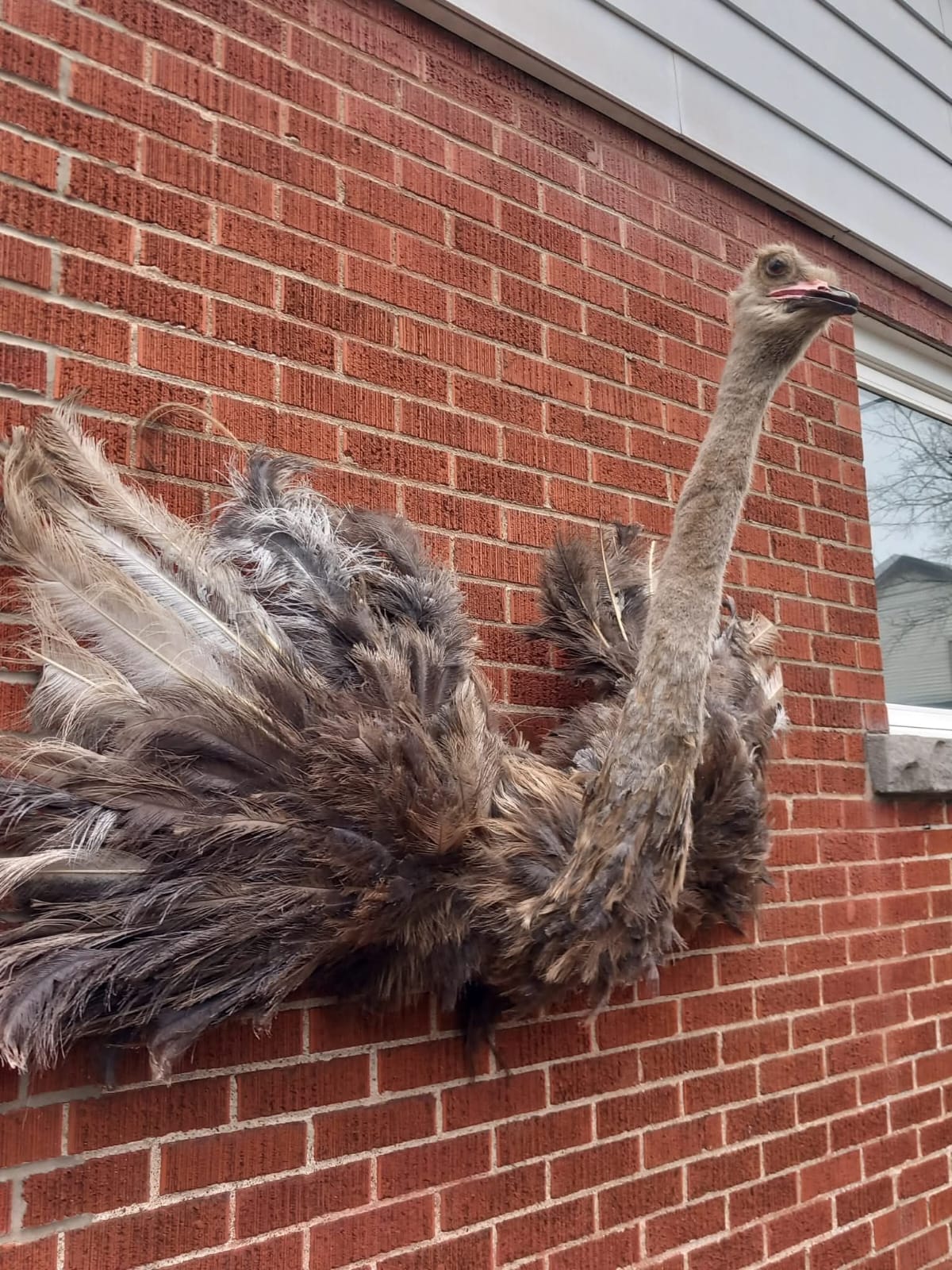 Wall mounted ostrich taxidermy