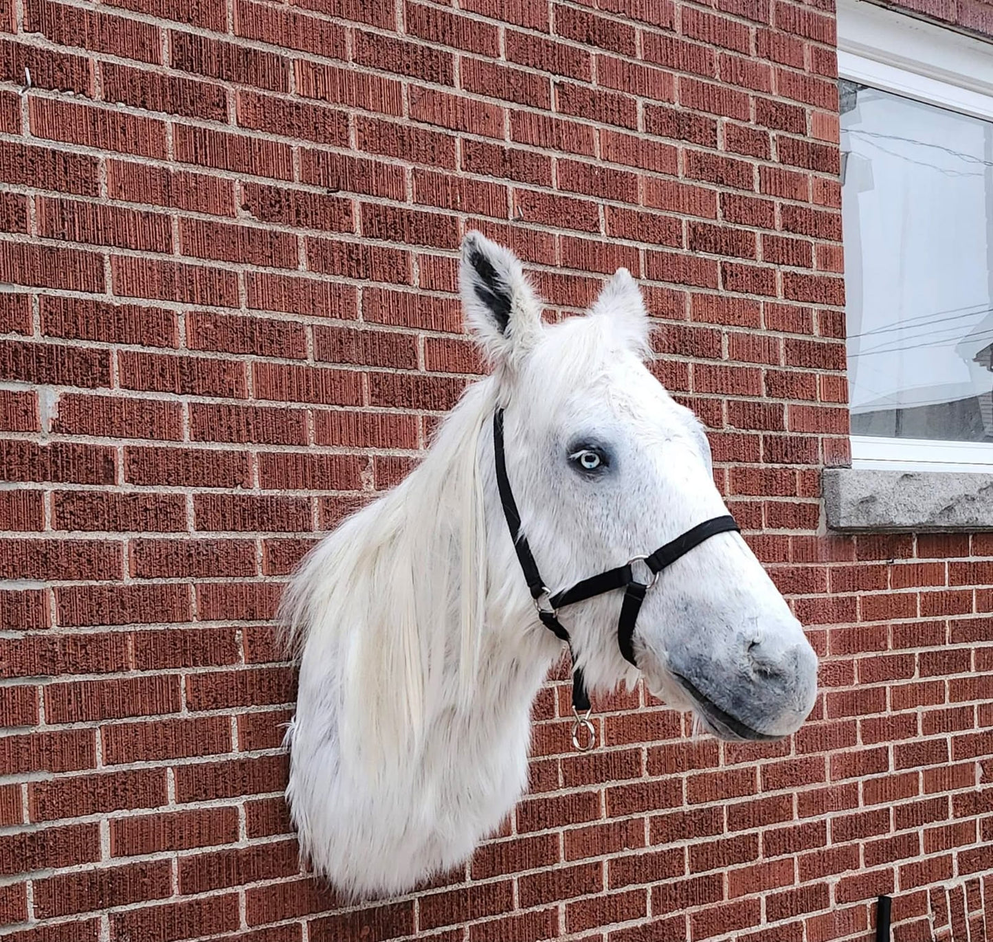 White shoulder mount horse taxidermy