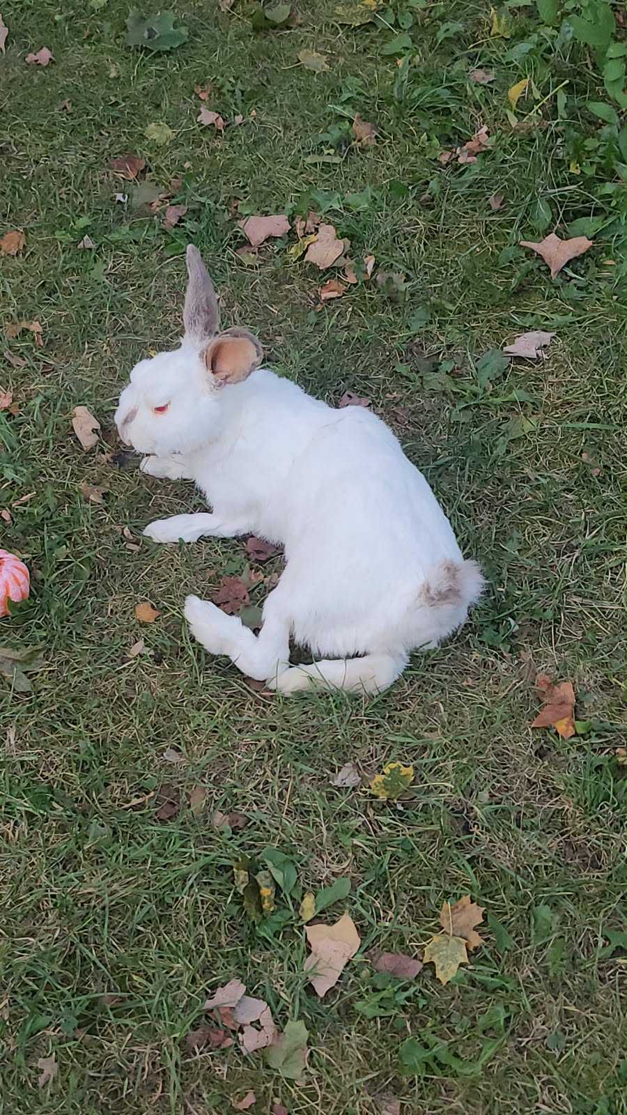Fully Posable soft mount white rabbit taxidermy