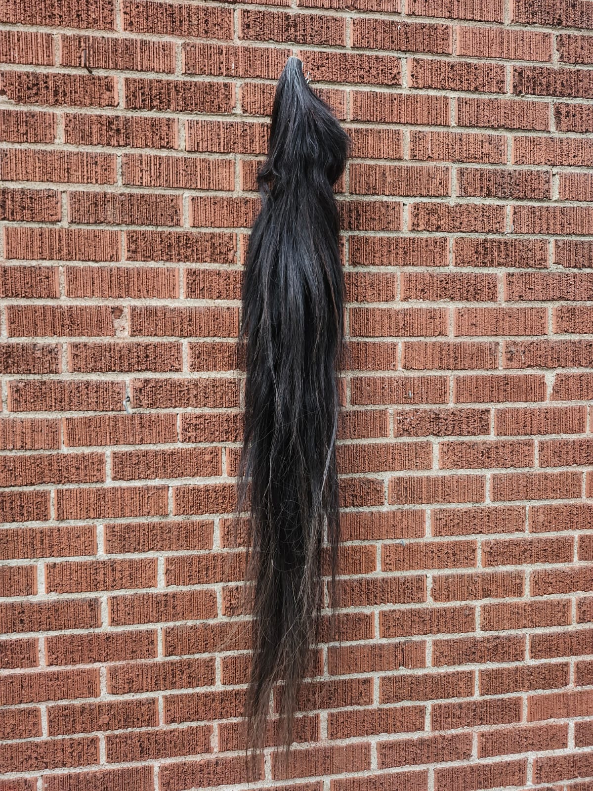 Long black horse tail taxidermy