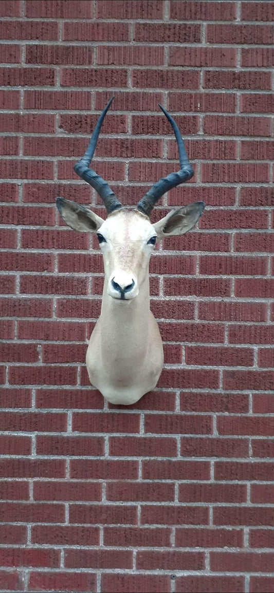 Shoulder mount impala deer taxidermy