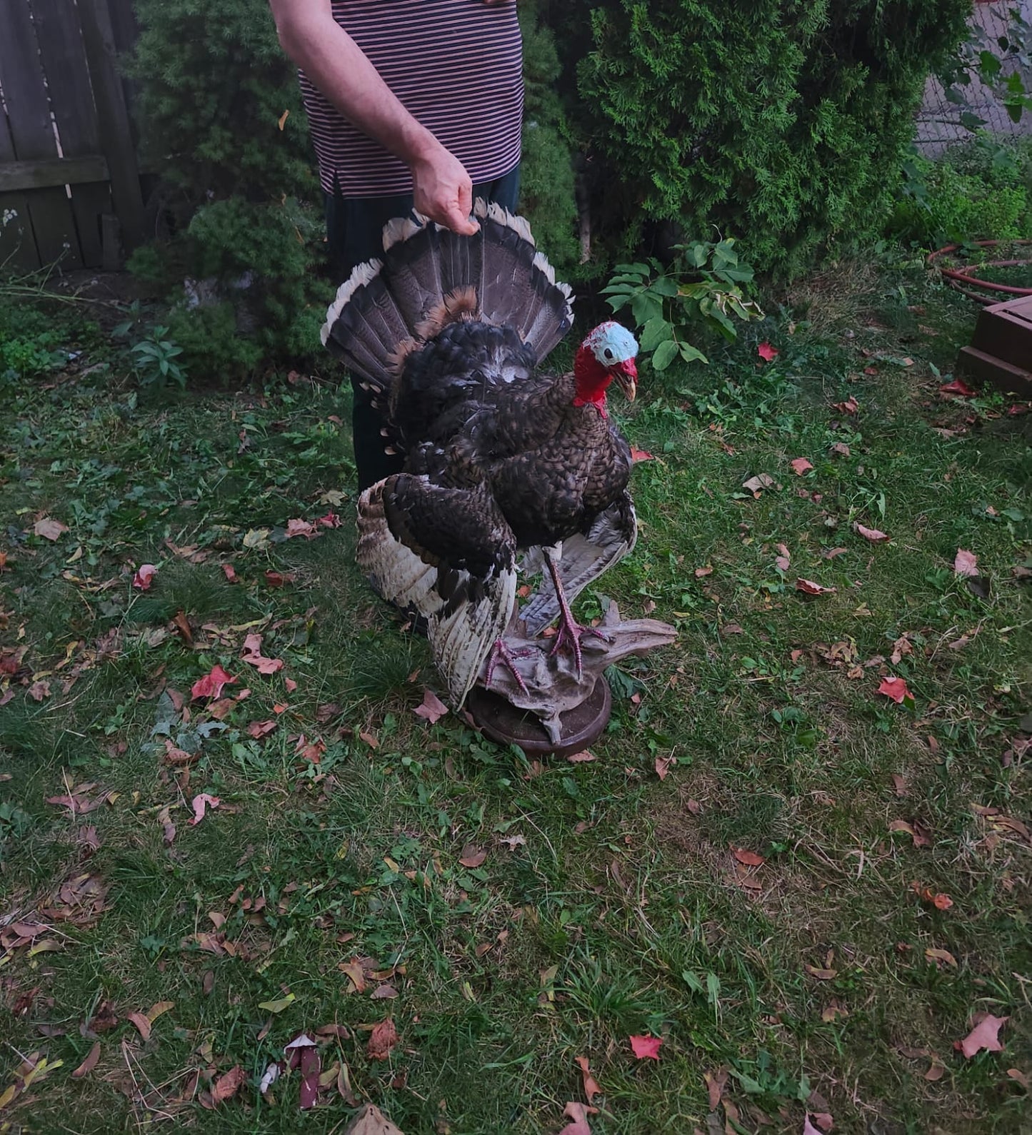 Standing Turkey taxidermy with posable wings and head