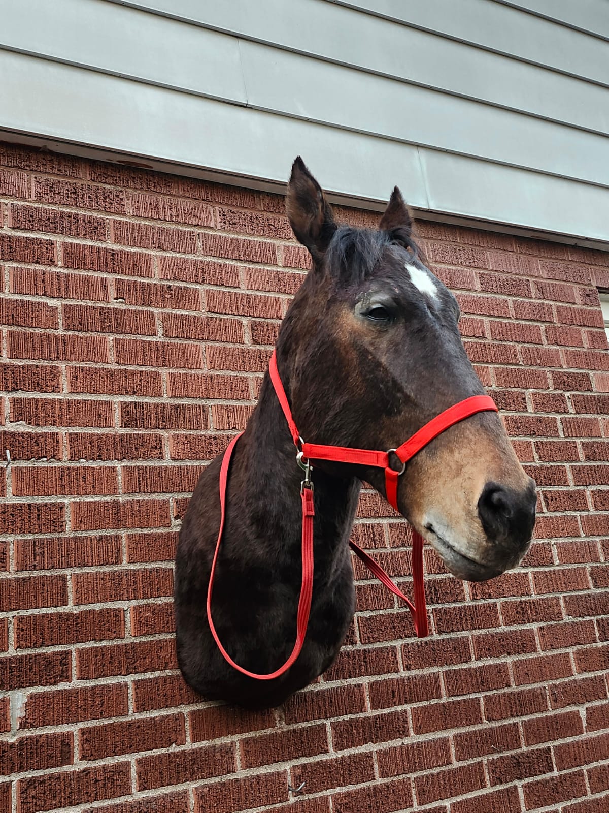 Shoulder mount horse taxidermy