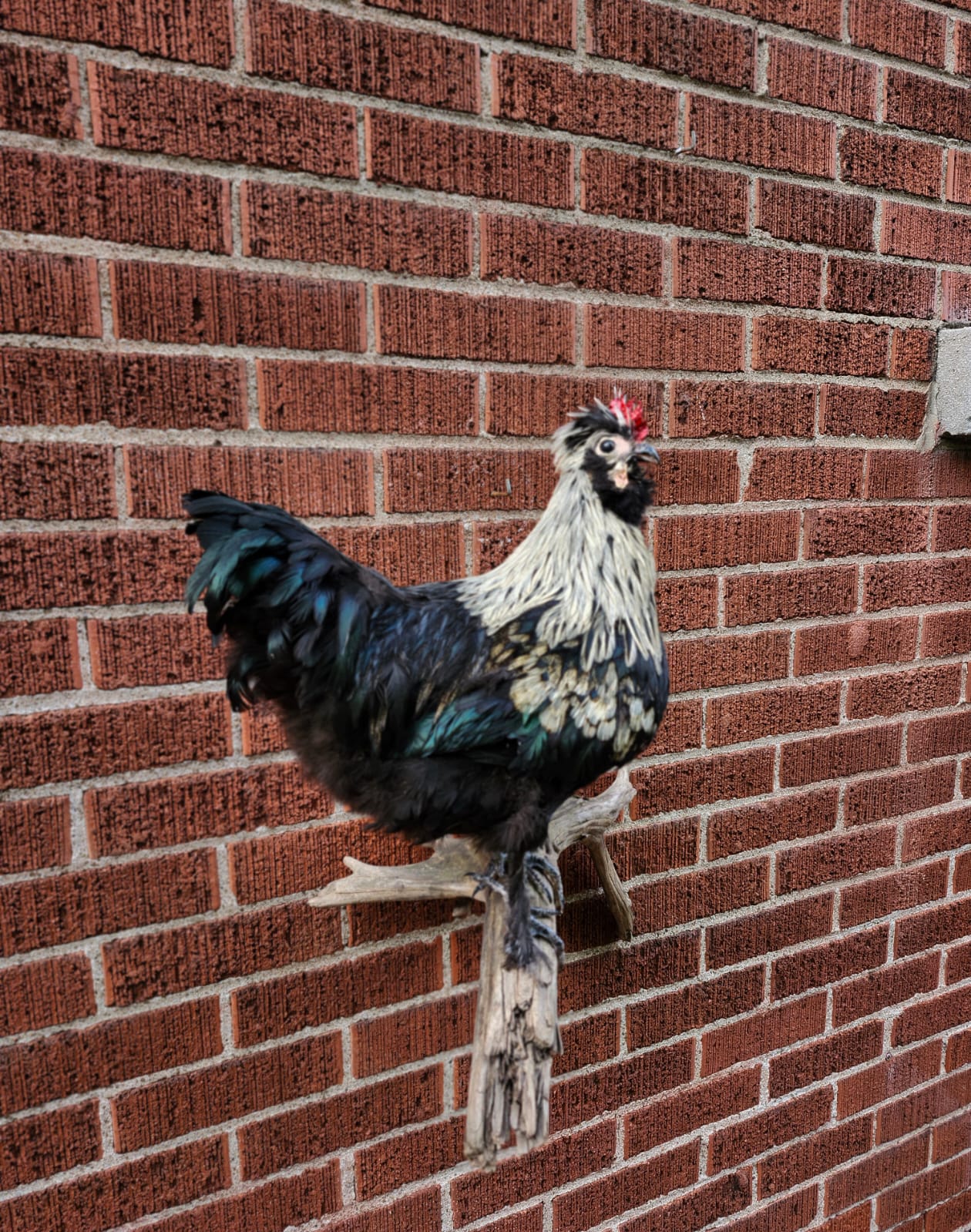 Wall mounted rooster taxidermy, chicken taxidermy