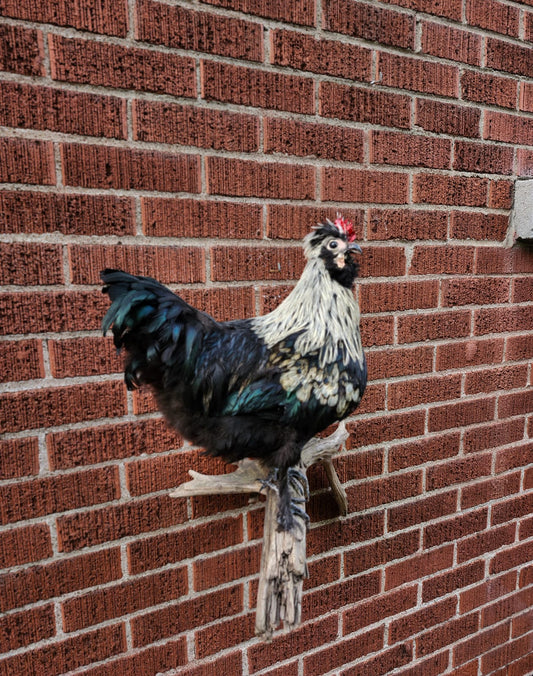Wall mounted rooster taxidermy, chicken taxidermy