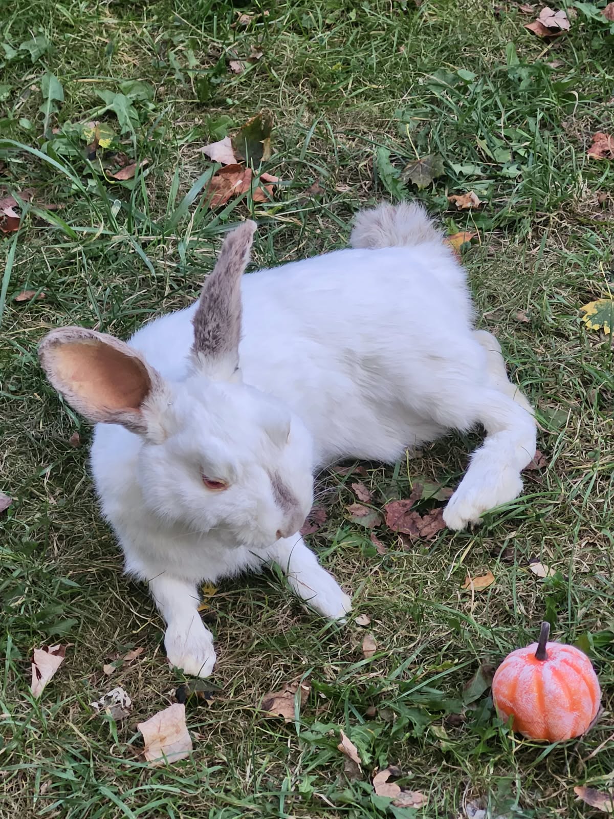 Fully Posable soft mount white rabbit taxidermy