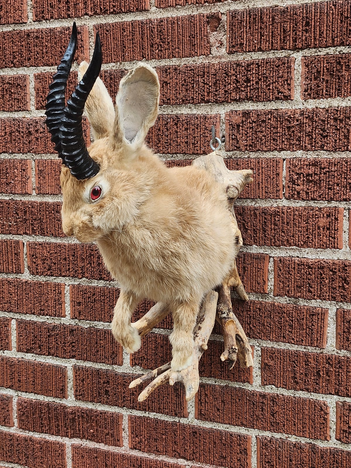 Shoulder mount jackalope taxidermy, wall mount rabbit