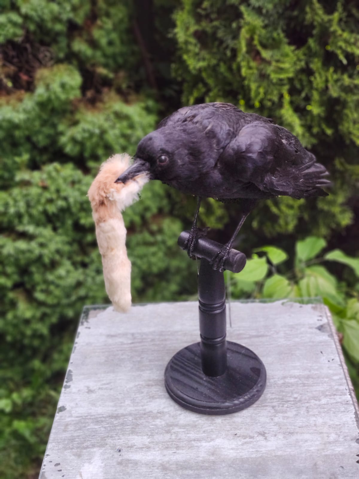 Standing carrion crow taxidermy hunted a rabbit foot